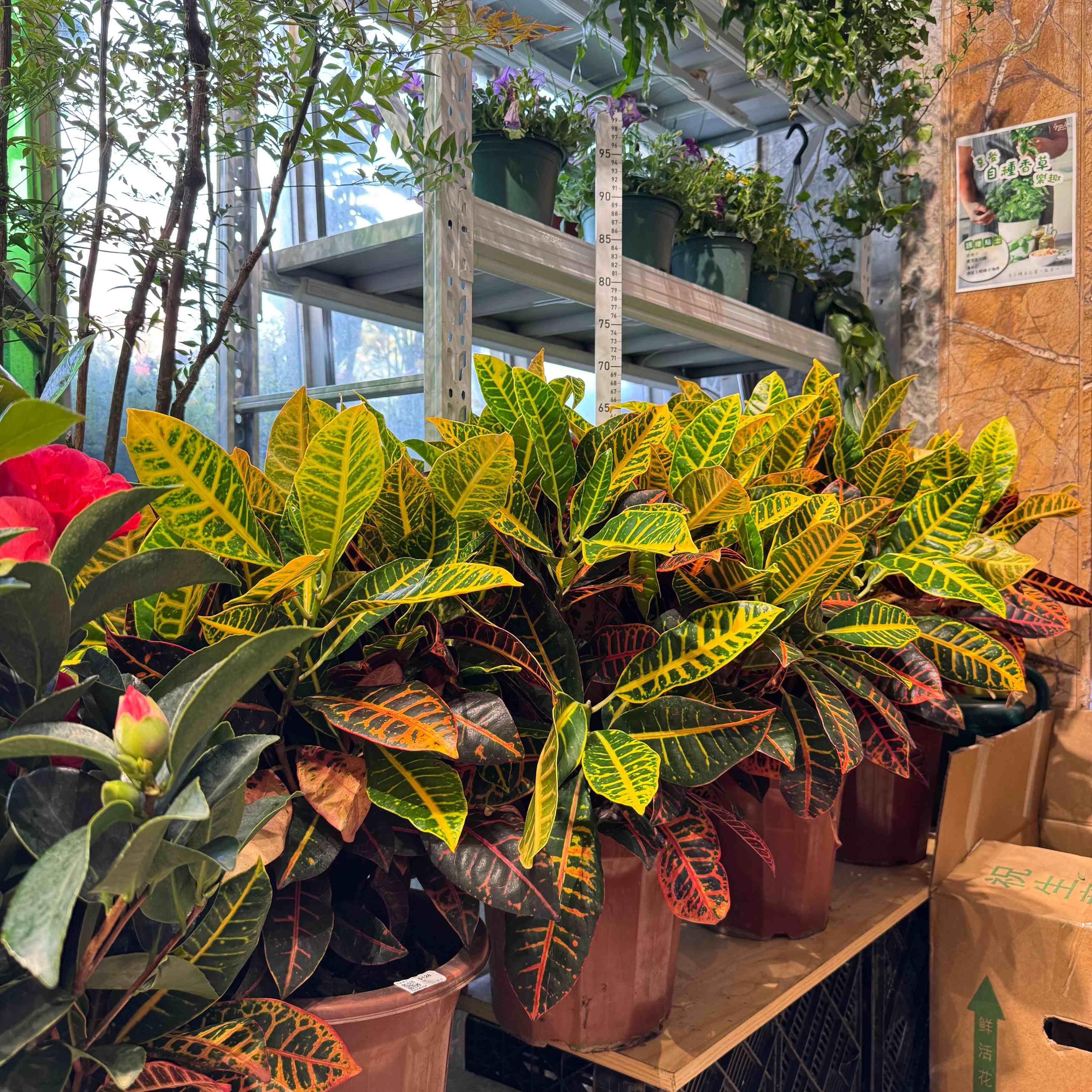 紫壇　花台 戶外陽台植物| 繽紛Brighten Mall