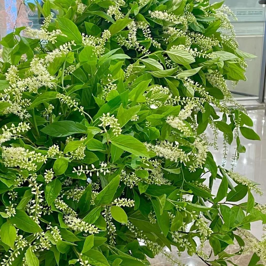 鼠刺| 熱銷推薦| Brighten-Mall