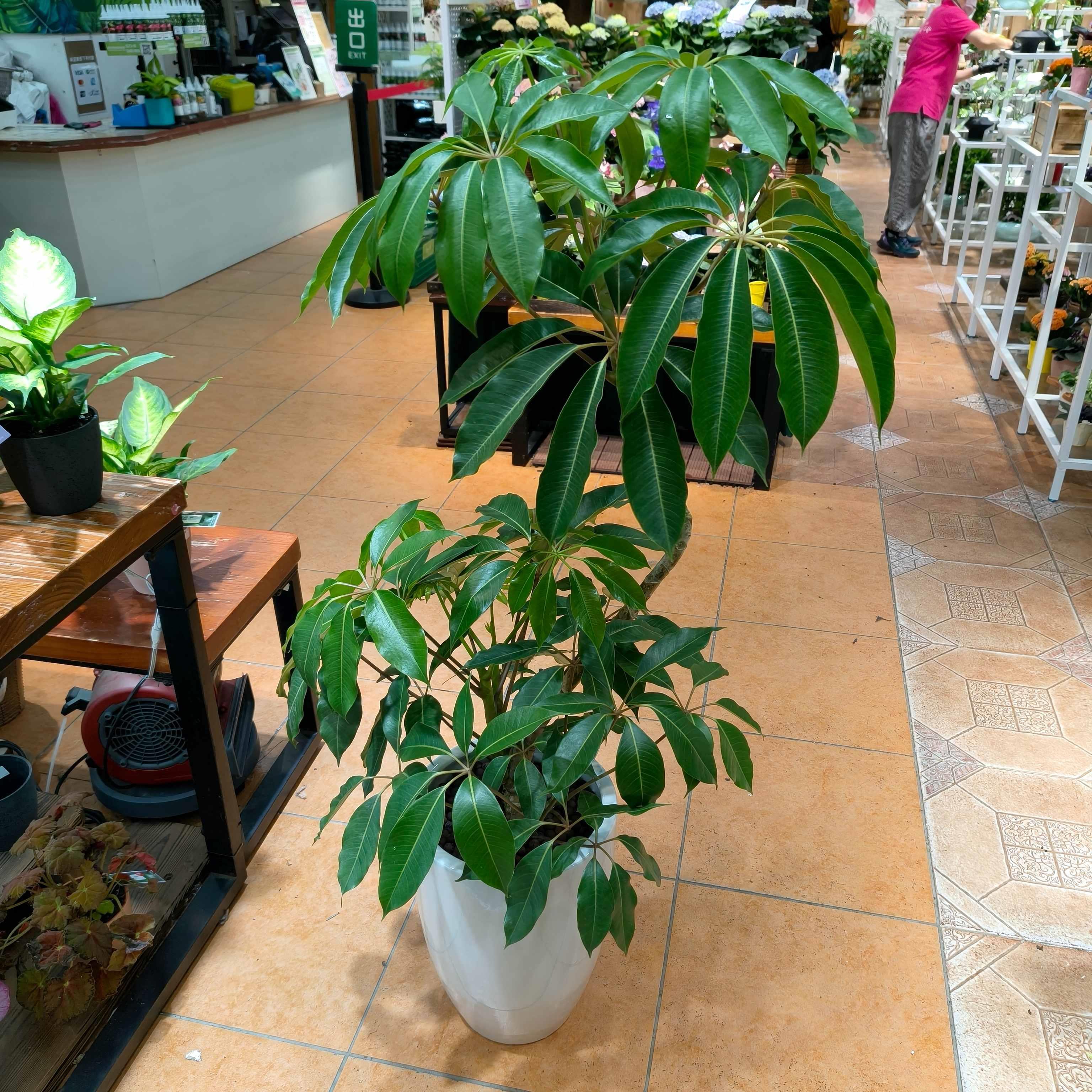 室內坐地盆栽| 繽紛Brighten Mall