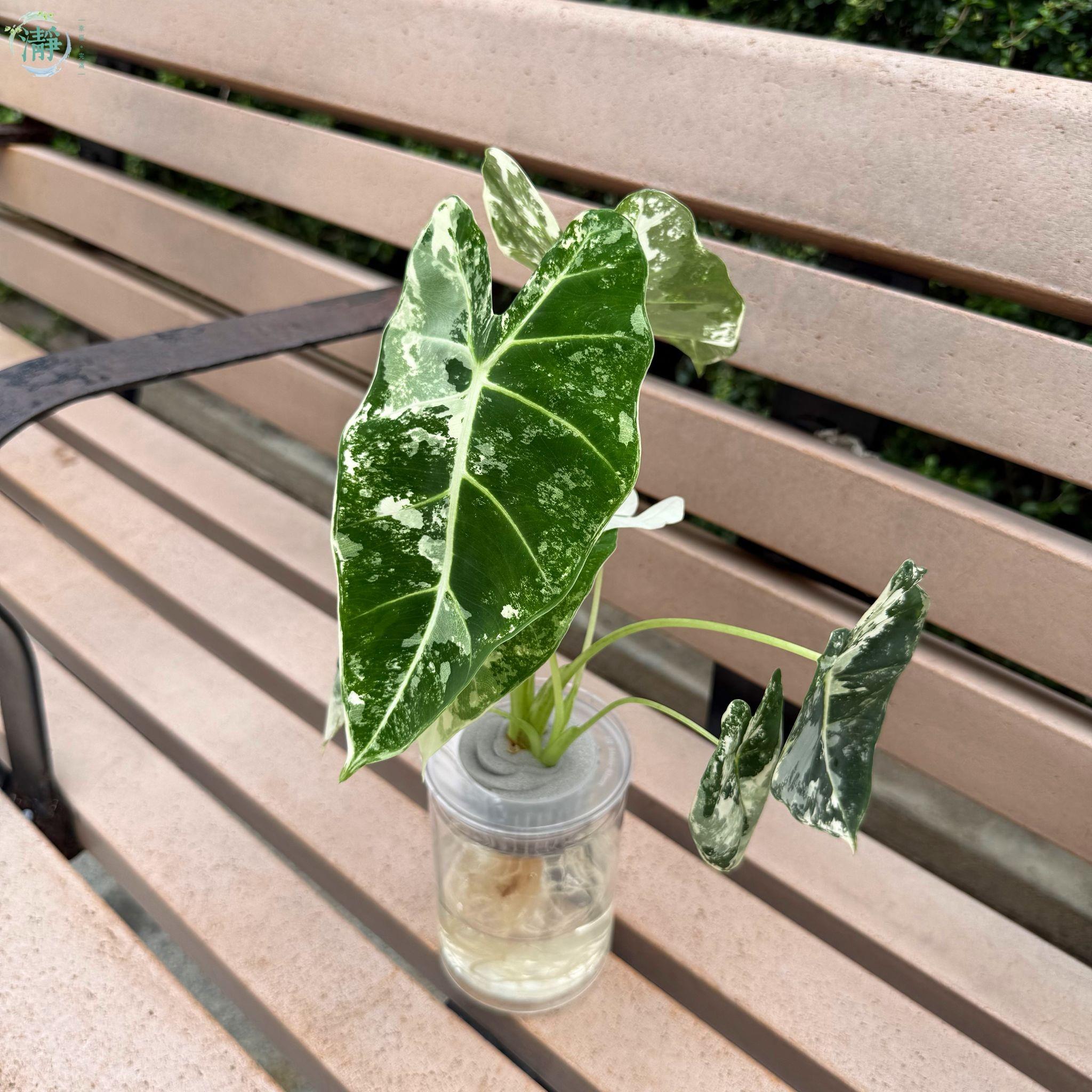 海芋 / 觀音蓮 | 水種植物 Recommended Products | Brighten-Mall