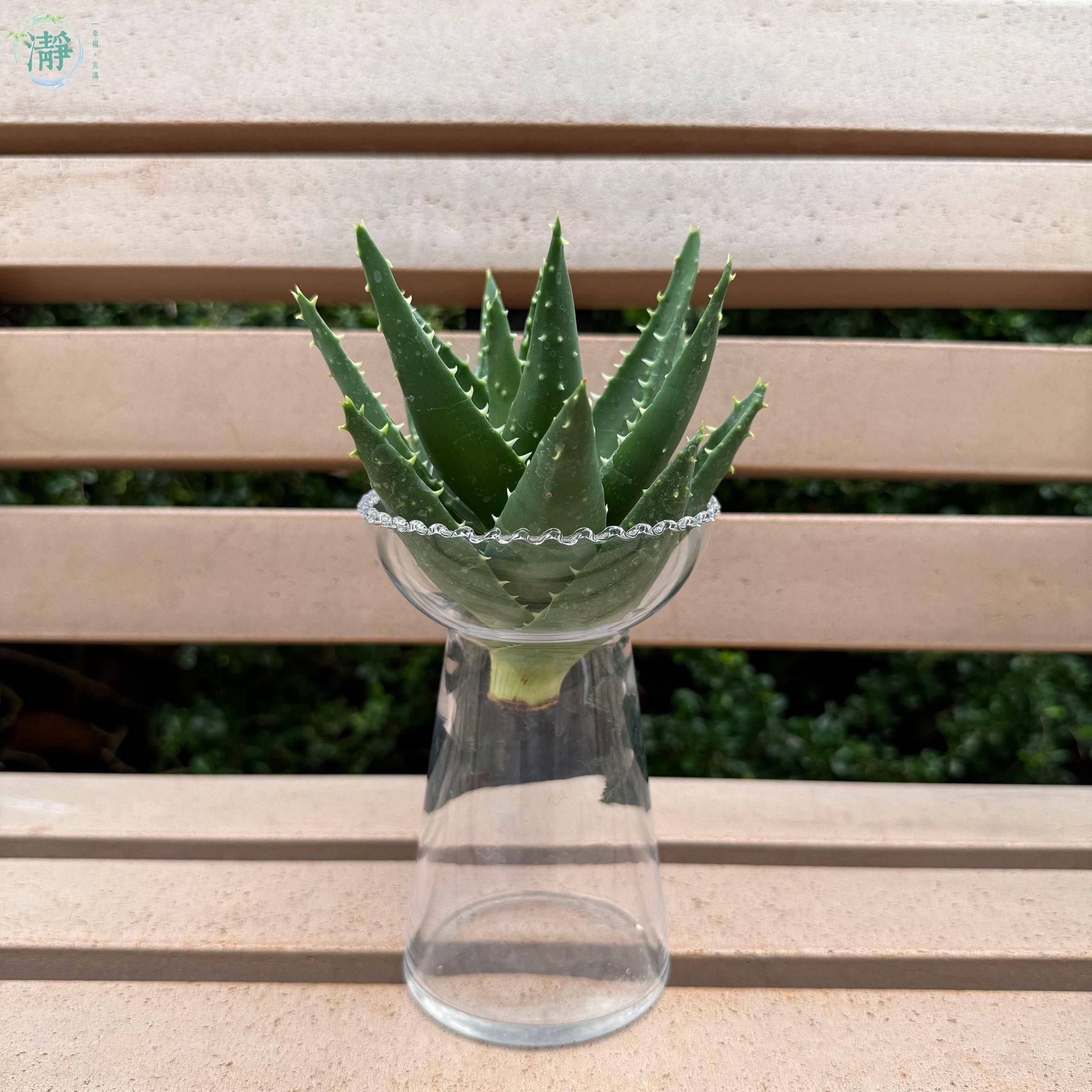 塊根/ 多肉植物| 水種植物商品推薦| Brighten-Mall