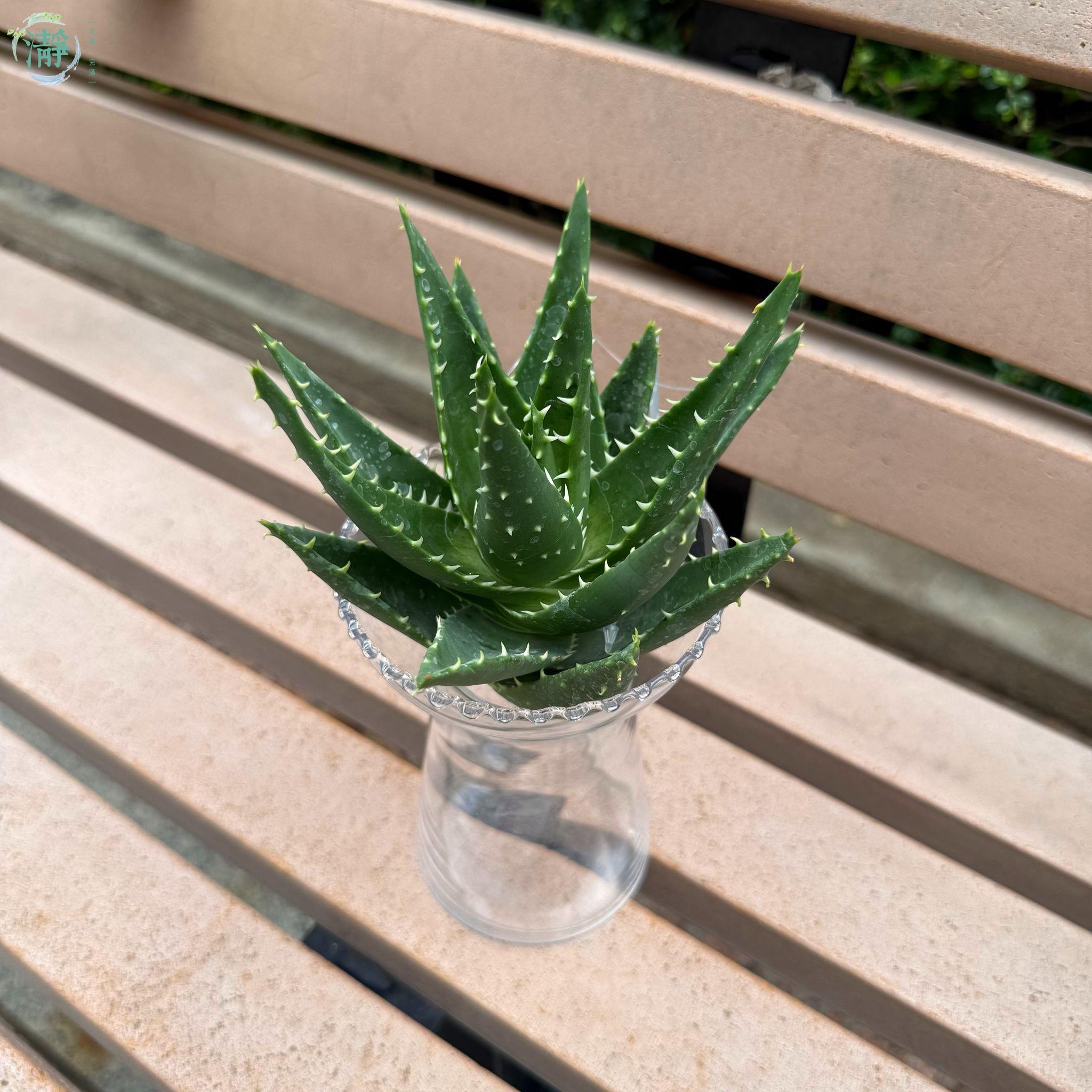 塊根/ 多肉植物| 水種植物商品推薦| Brighten-Mall