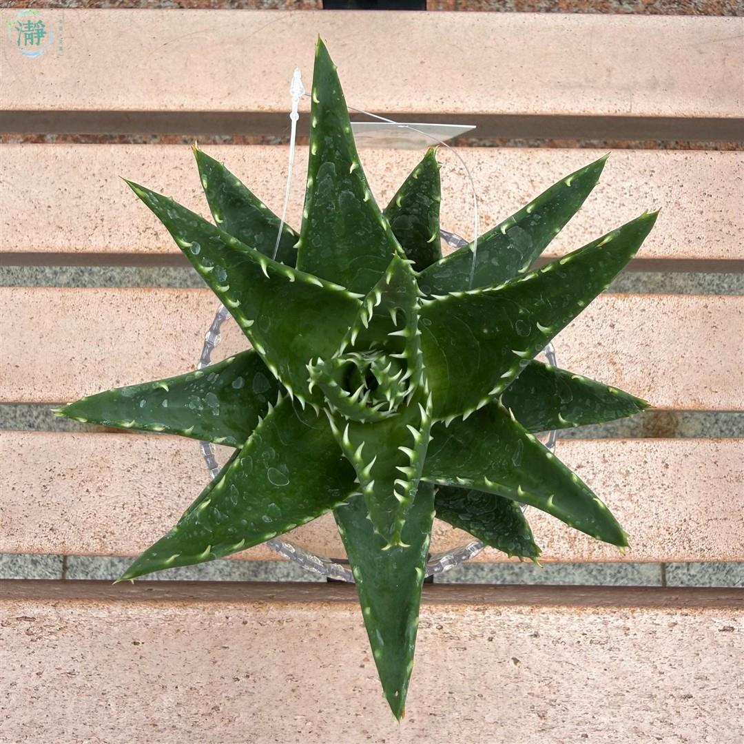 塊根/ 多肉植物| 水種植物商品推薦| Brighten-Mall