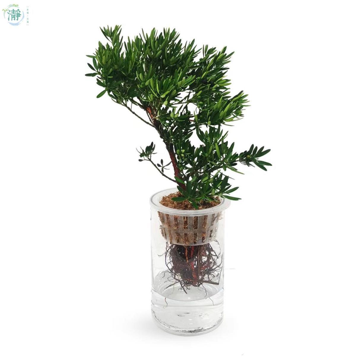 盆景系列| 水種植物商品推薦| Brighten-Mall