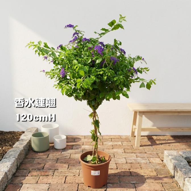 全部坐地盆栽| 繽紛Brighten Mall
