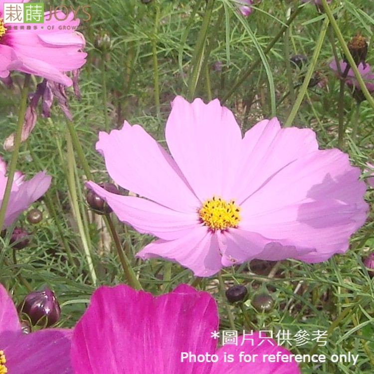 台灣種子-F-190 紋瓣大波斯 (混合色)_1