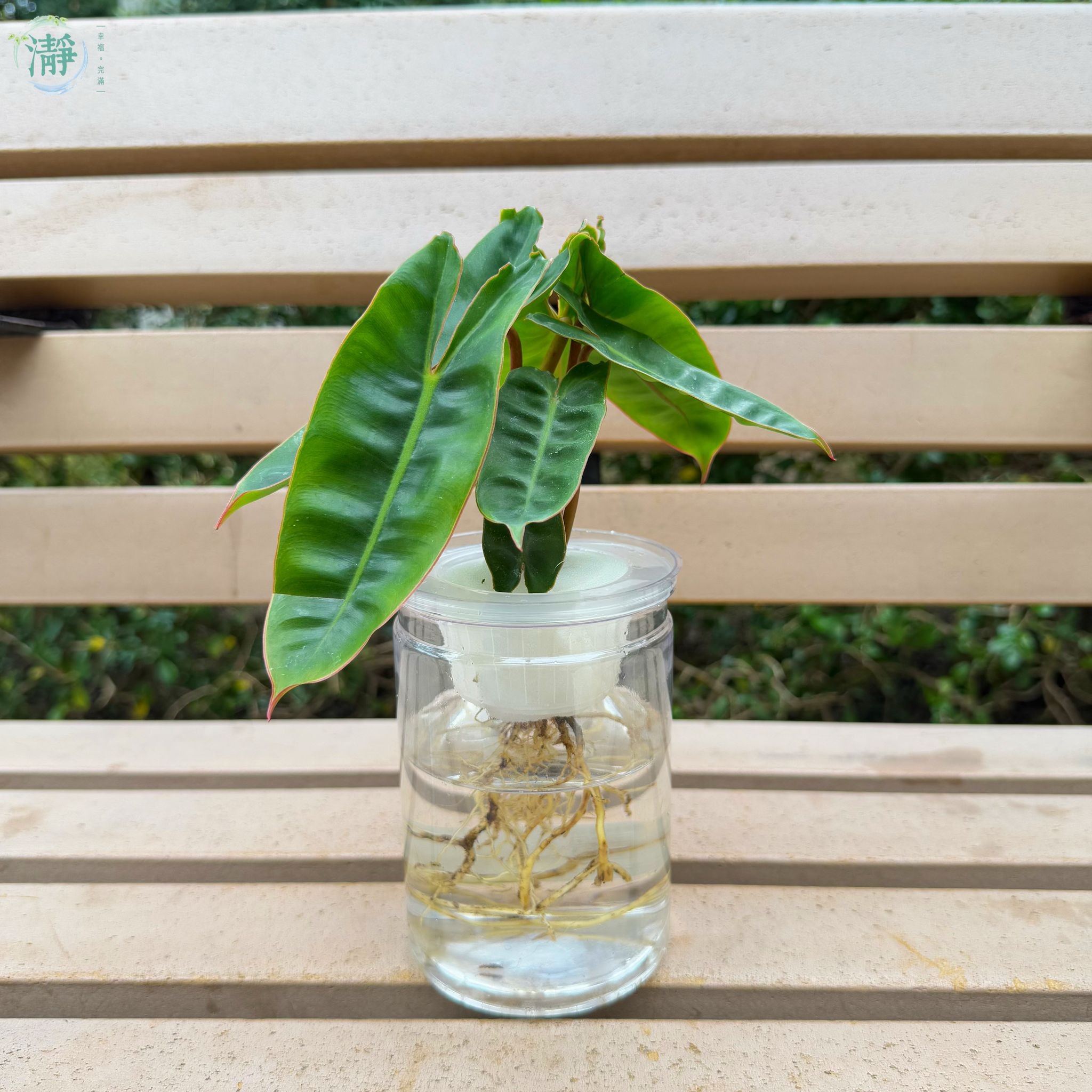 Philodendron billietiae_0