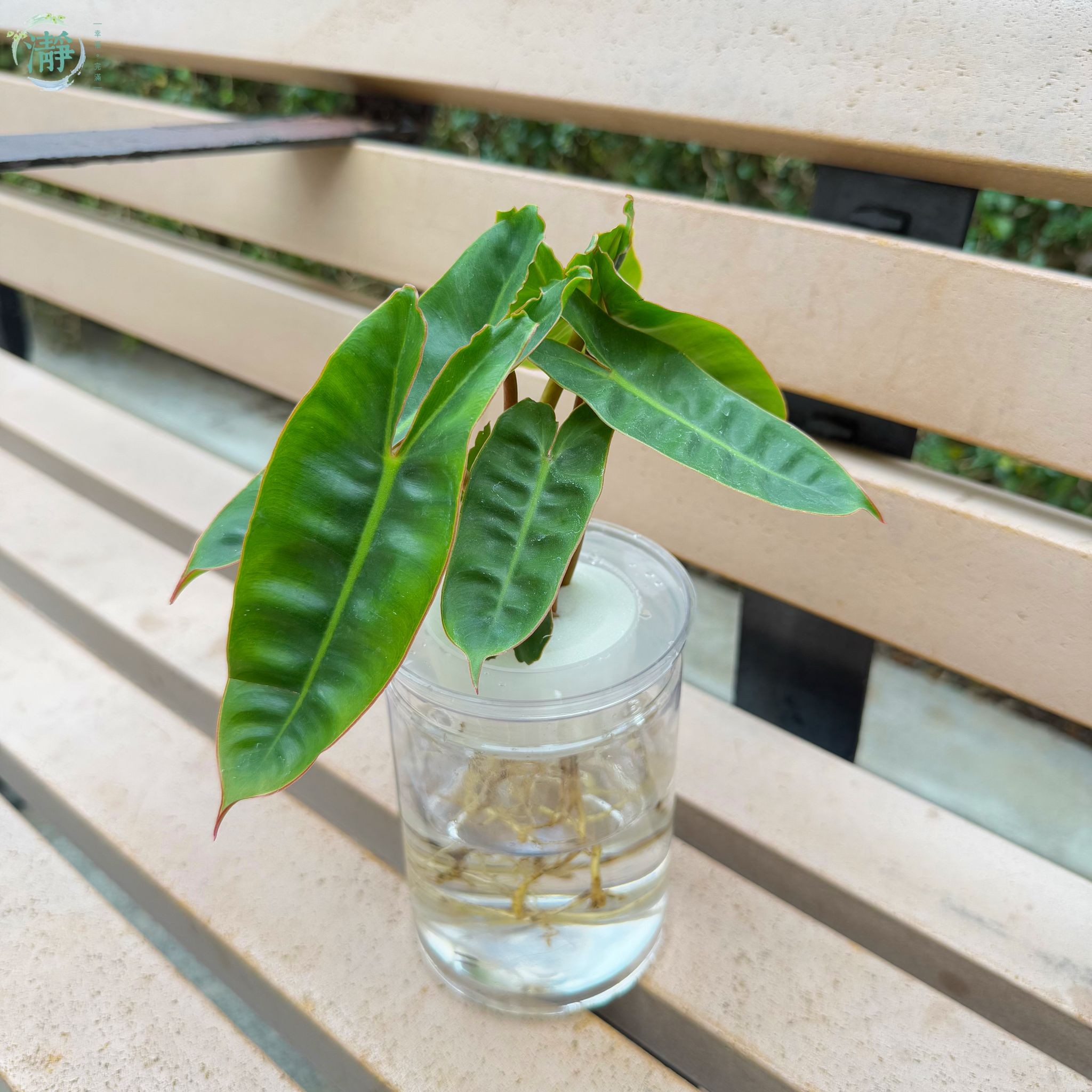 Philodendron billietiae_1
