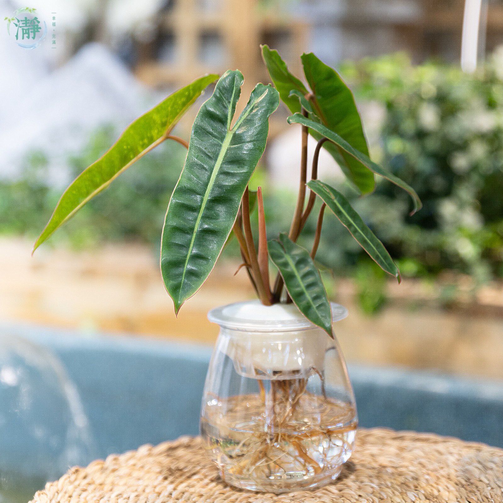 Philodendron billietiae_3