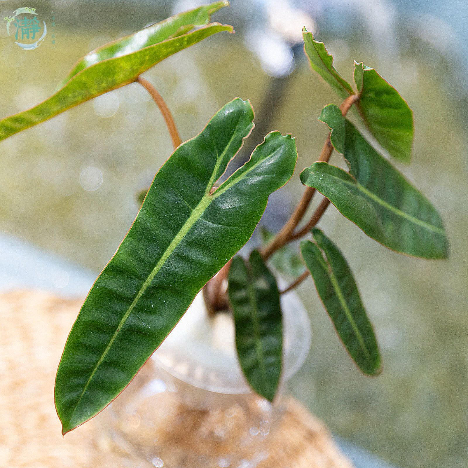 Philodendron billietiae_4