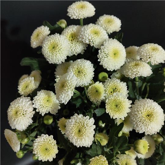雲南多頭菊花 - 科隆香水_2