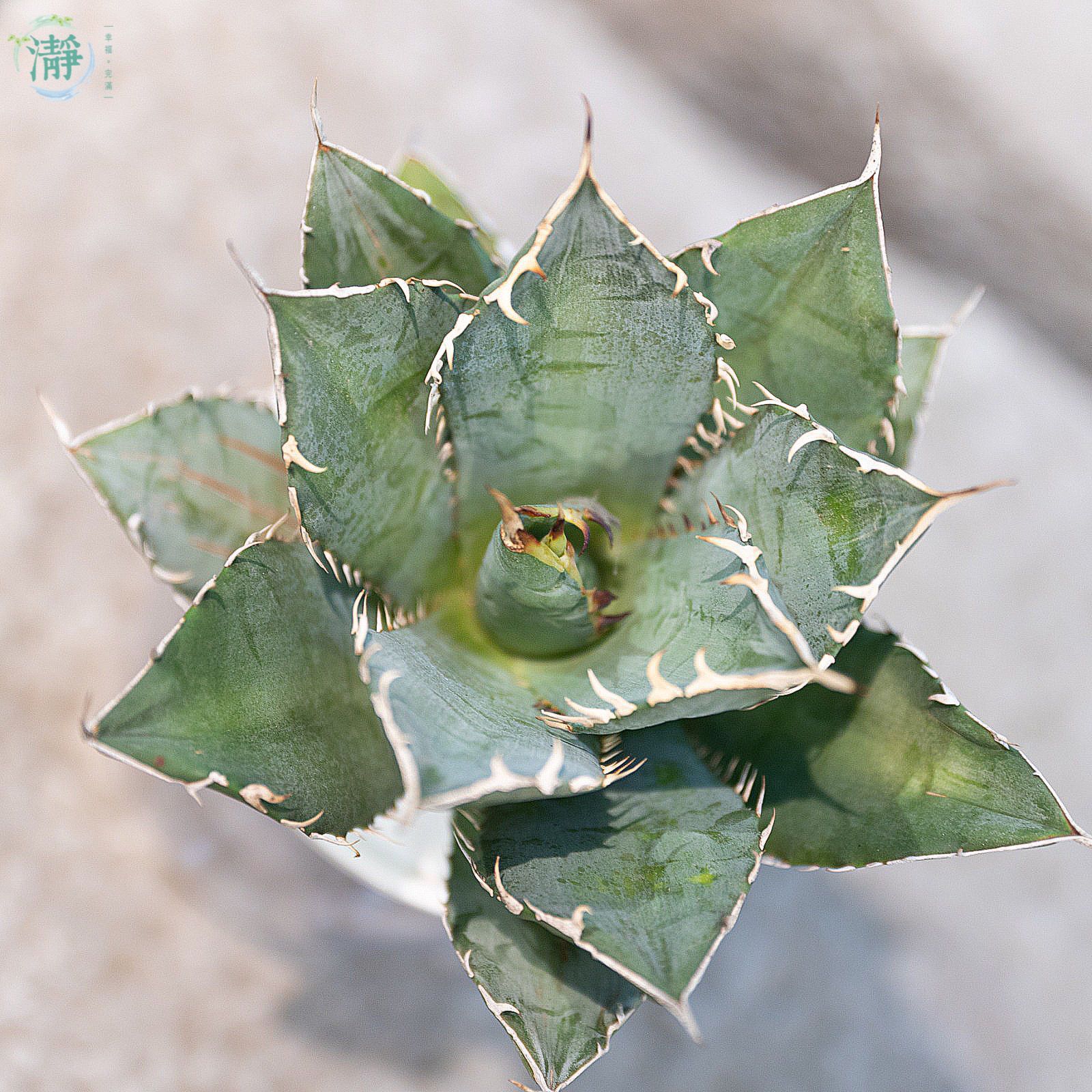 Agave Hybrid \"黑火焔×血雨雷神\" ② 🥀 Agave Hybrid “邪靈” 「特白肌怒雷神X血妖」 #agave