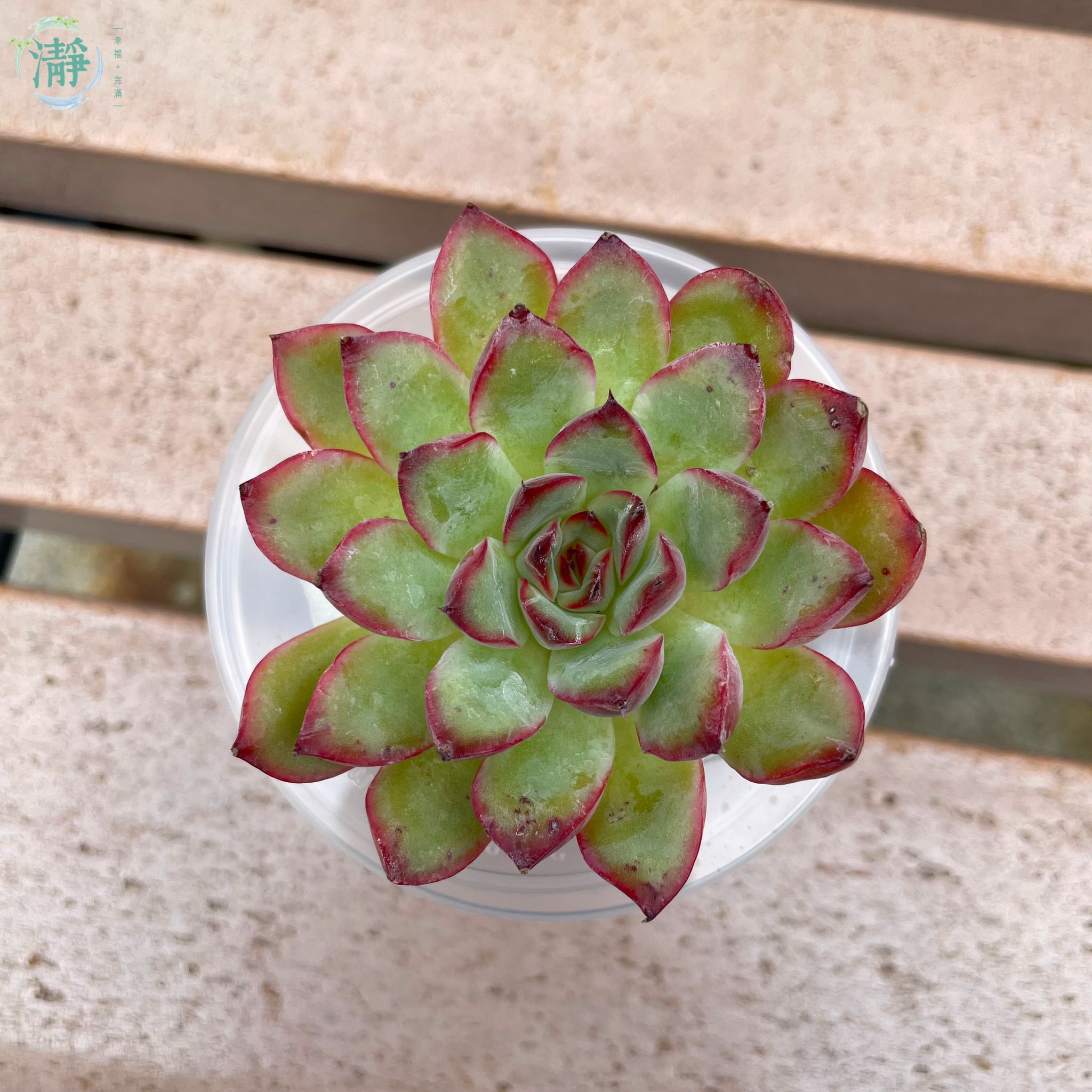 水種植物專門店水種植物多肉植物