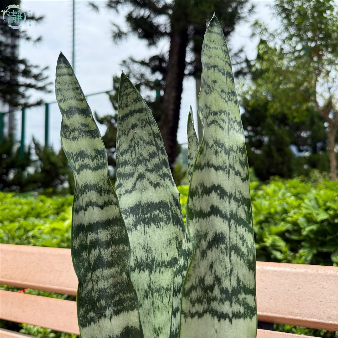 棘.PLANTS 棘.PLANTS Triangle Garden Arch Trellis for Climbing Plants