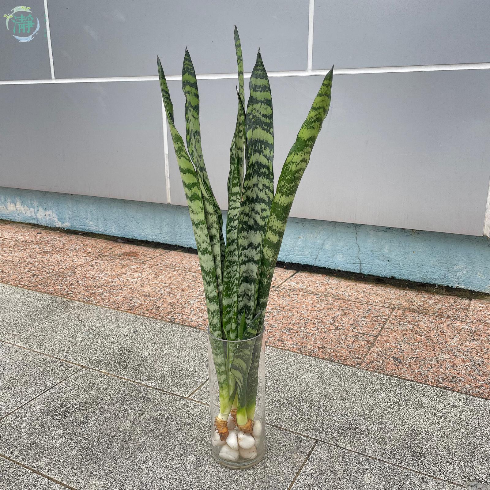 水種植物專門店 水種植物 觀葉類 虎尾蘭 銀麥青葉虎尾蘭