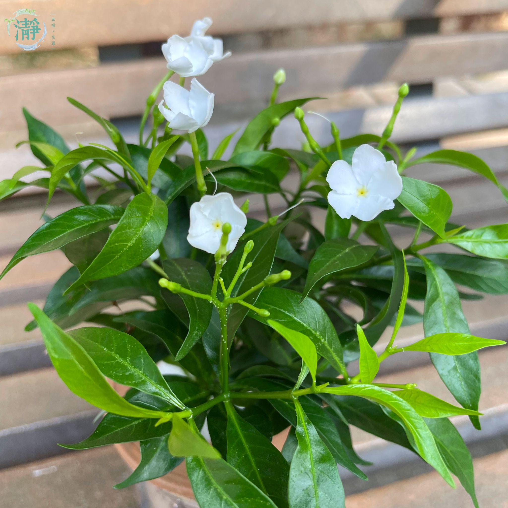 水種植物專門店 水種植物 樹幹類 開花類 風車茉莉