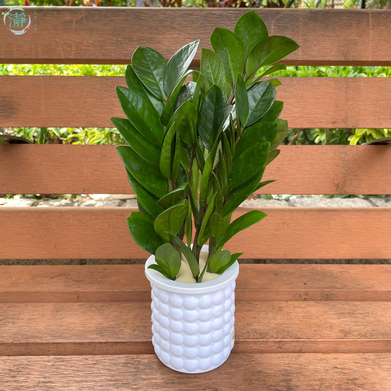 水種植物專門店 水種植物 樹類 其他樹類 金錢樹 常綠草本植物