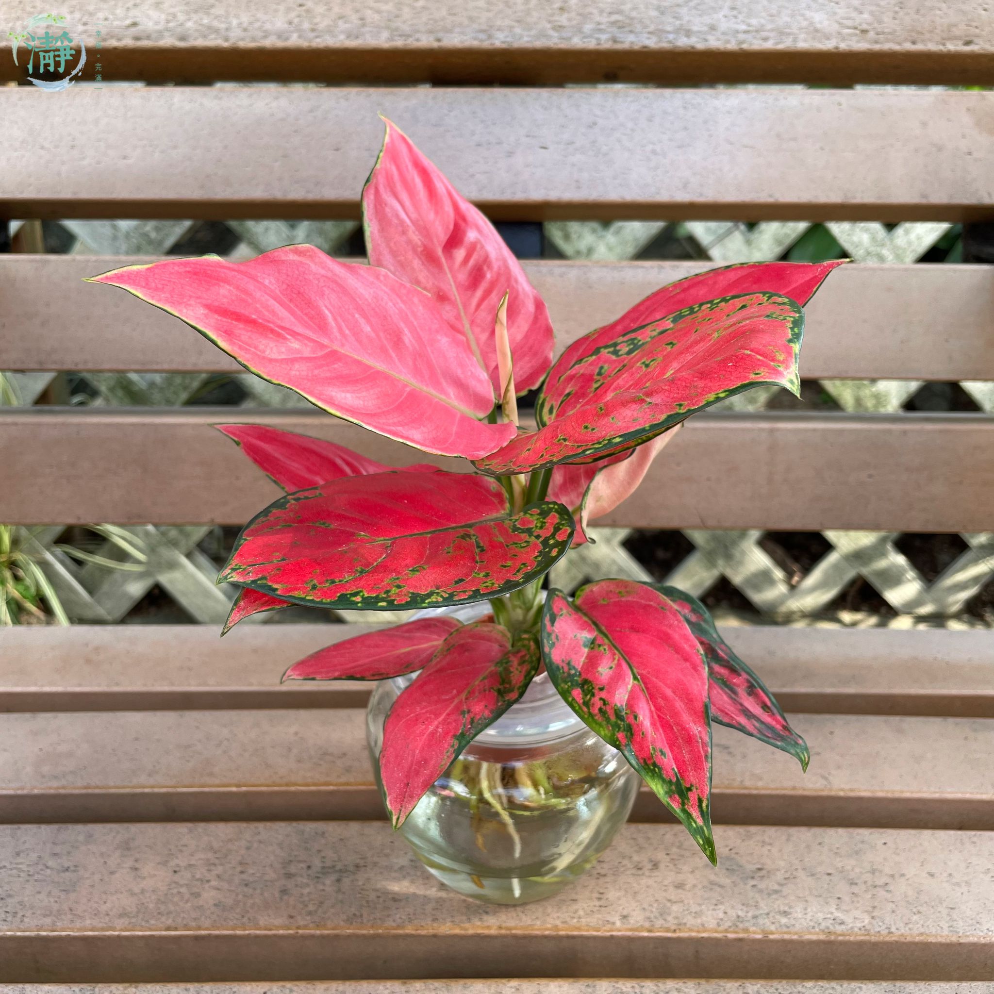 Rohdea japonica - red color_0