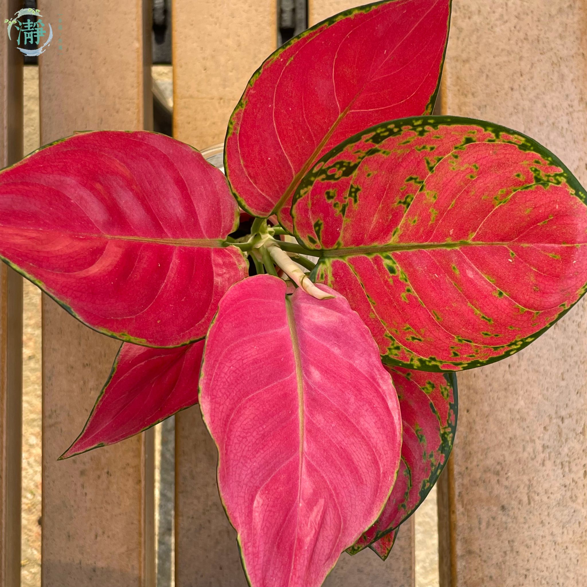 Rohdea japonica - red color_2