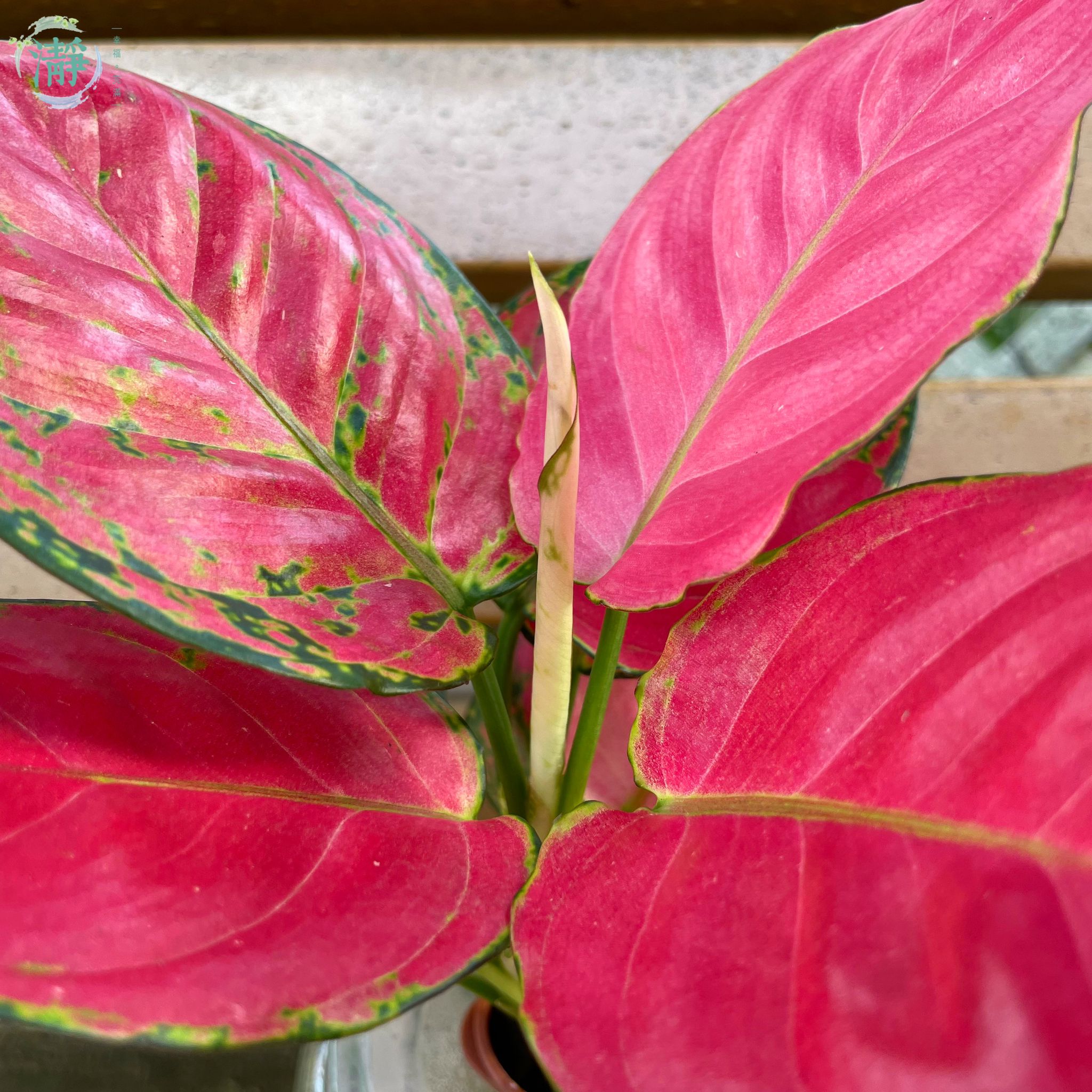 Rohdea japonica - red color_3