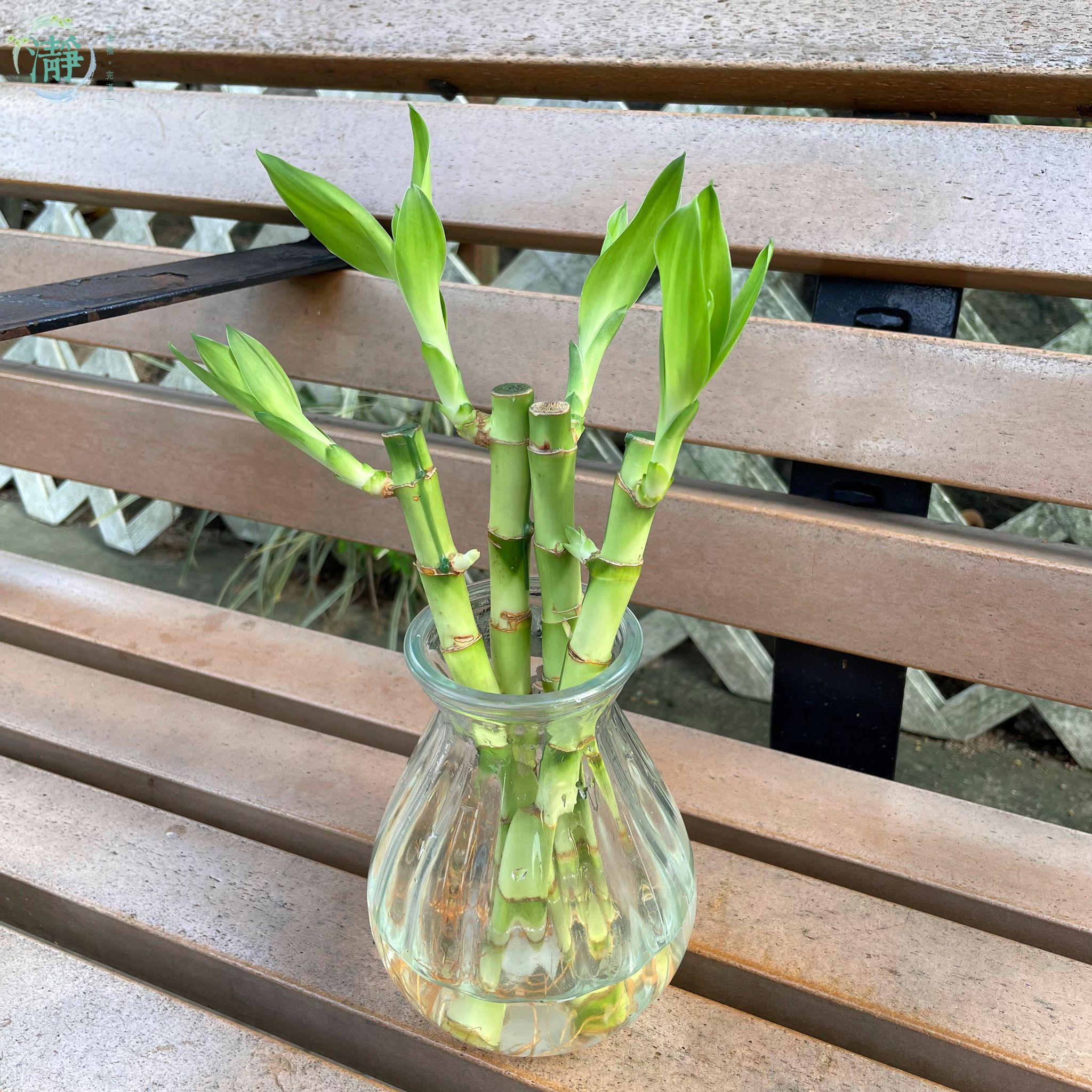 水種植物專門店 水種植物 富貴竹 水生花瓶富貴竹套裝 富貴竹套裝