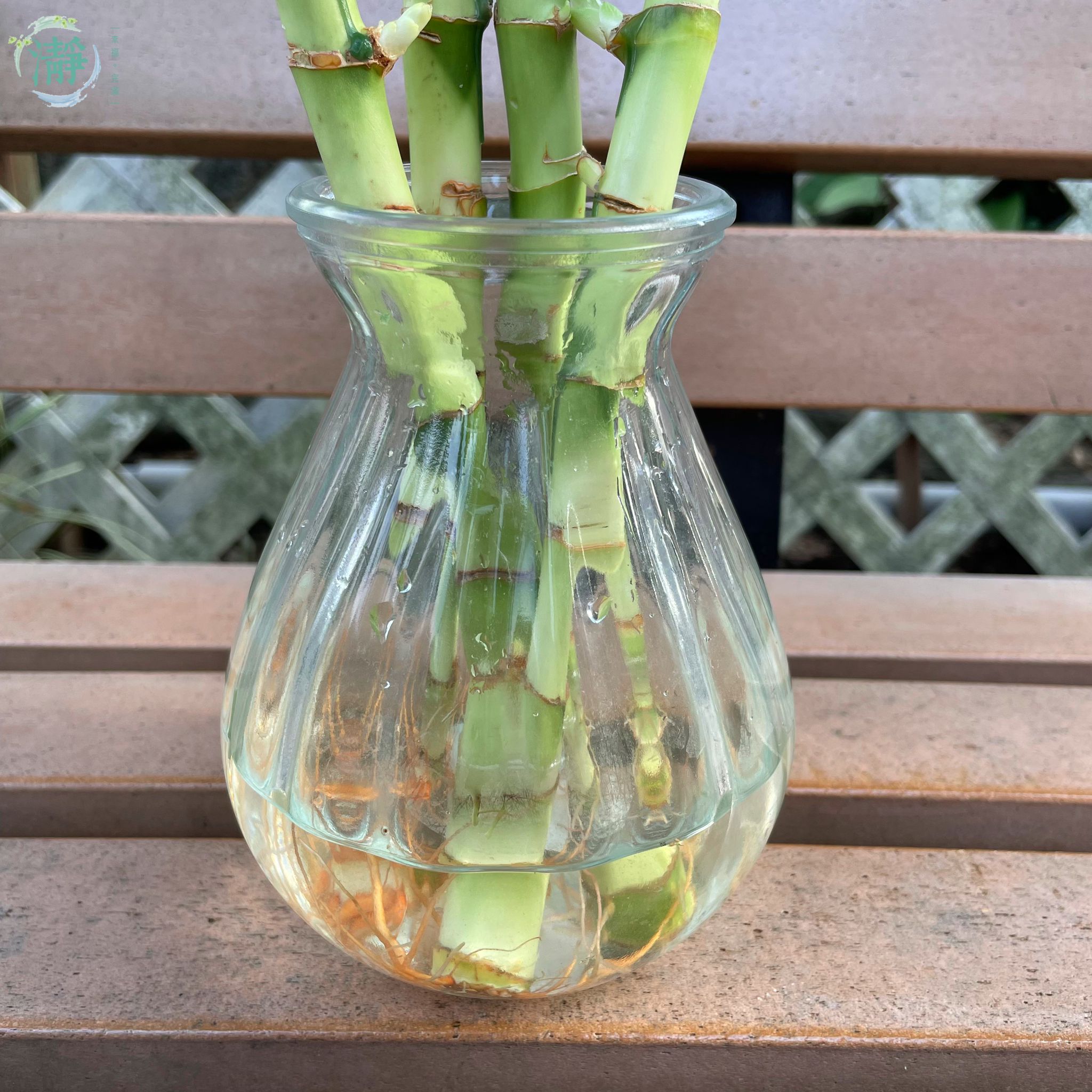 水種植物專門店 水種植物 富貴竹 水生花瓶富貴竹套裝 富貴竹套裝