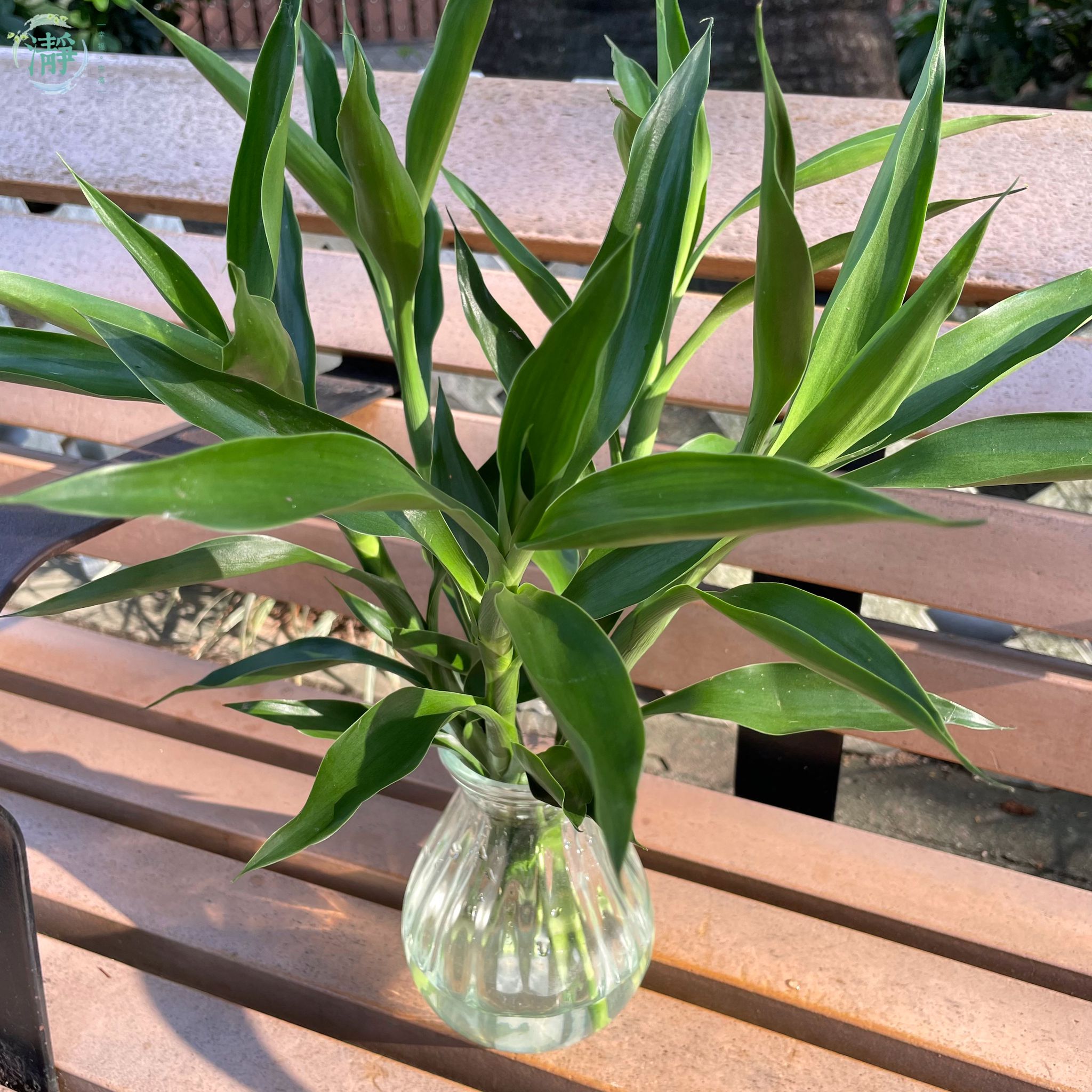 水種植物專門店 水種植物 富貴竹 水生花瓶富貴竹套裝 富貴竹套裝