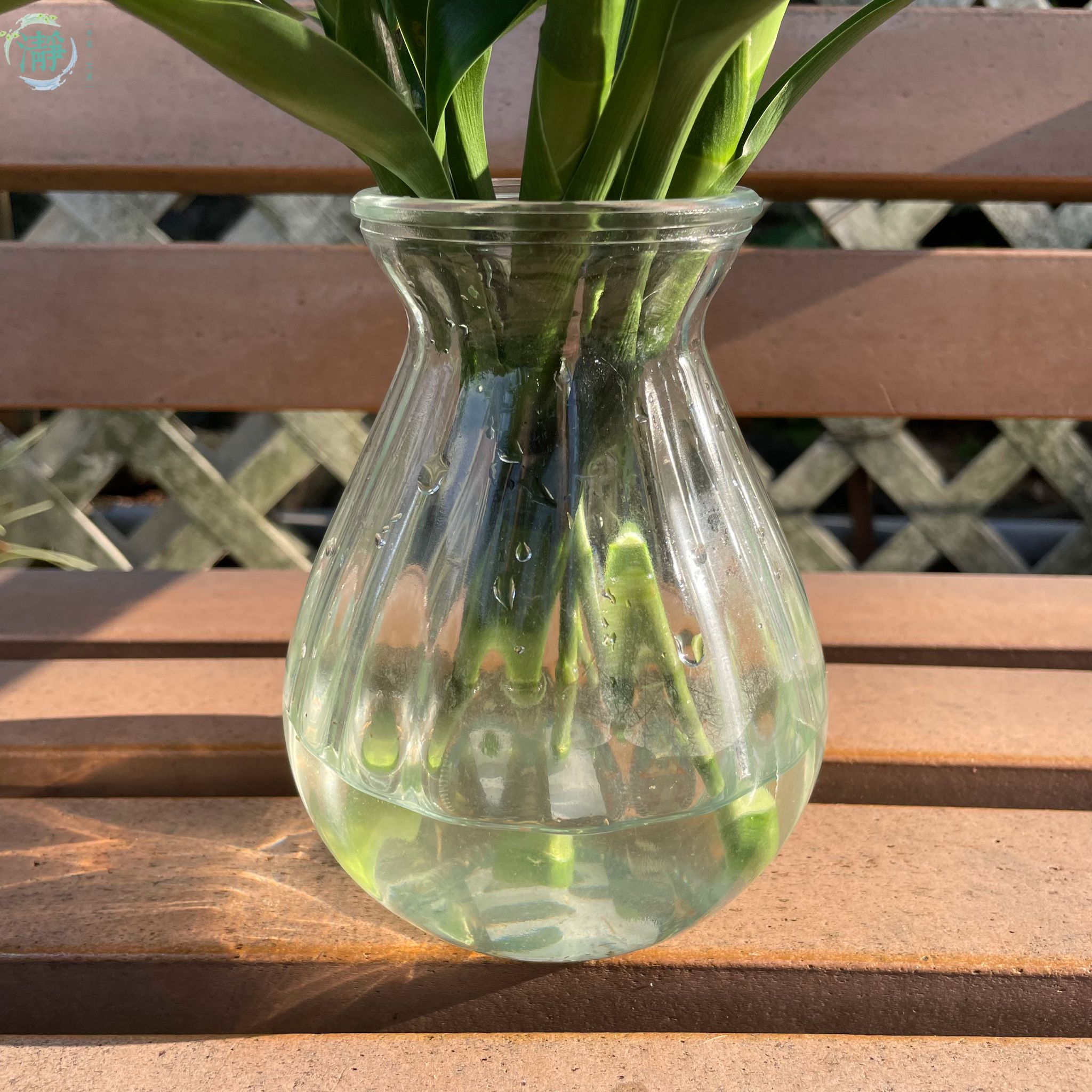 水種植物專門店 水種植物 富貴竹 水生花瓶富貴竹套裝 富貴竹套裝