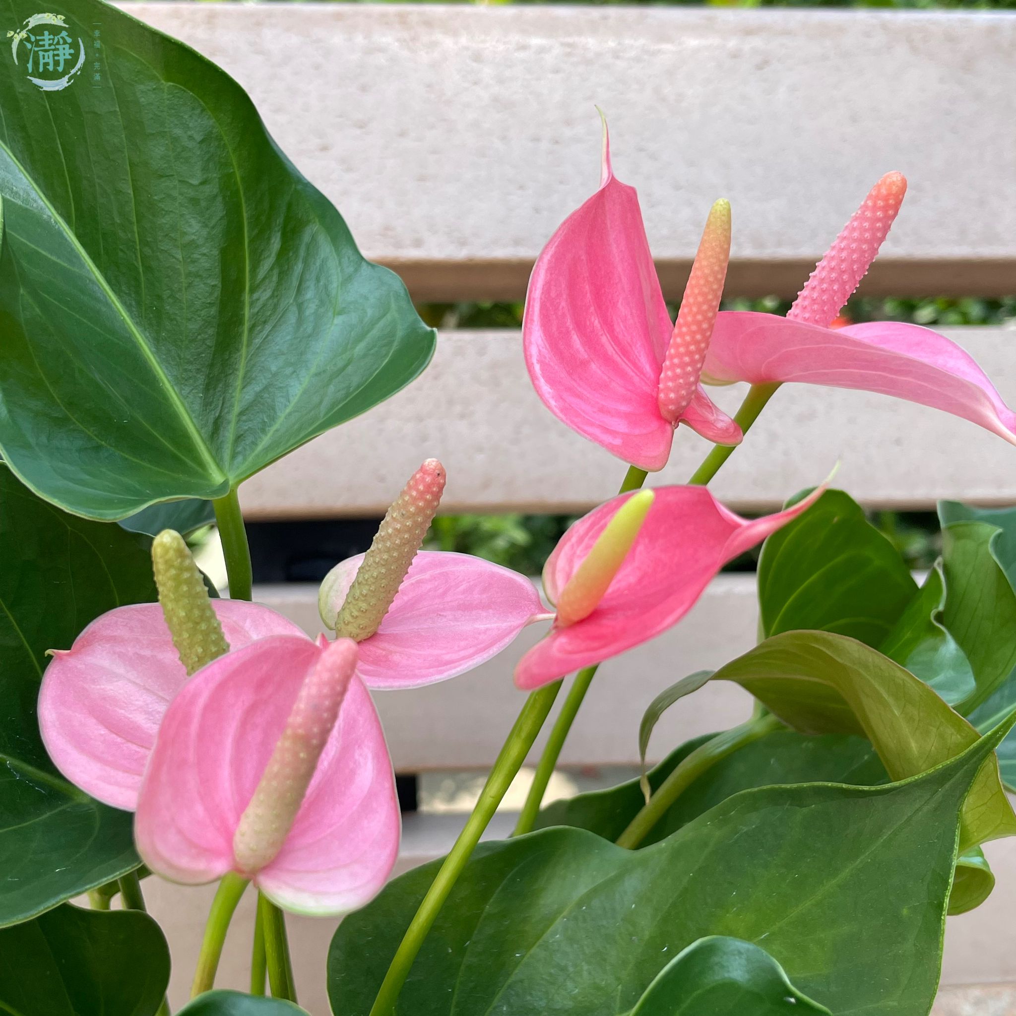 H*S様 Anthurium andraeanum Linden 斑入りピンク新 Anthurium andraeanum Linden 斑入りピンク新葉展開中！