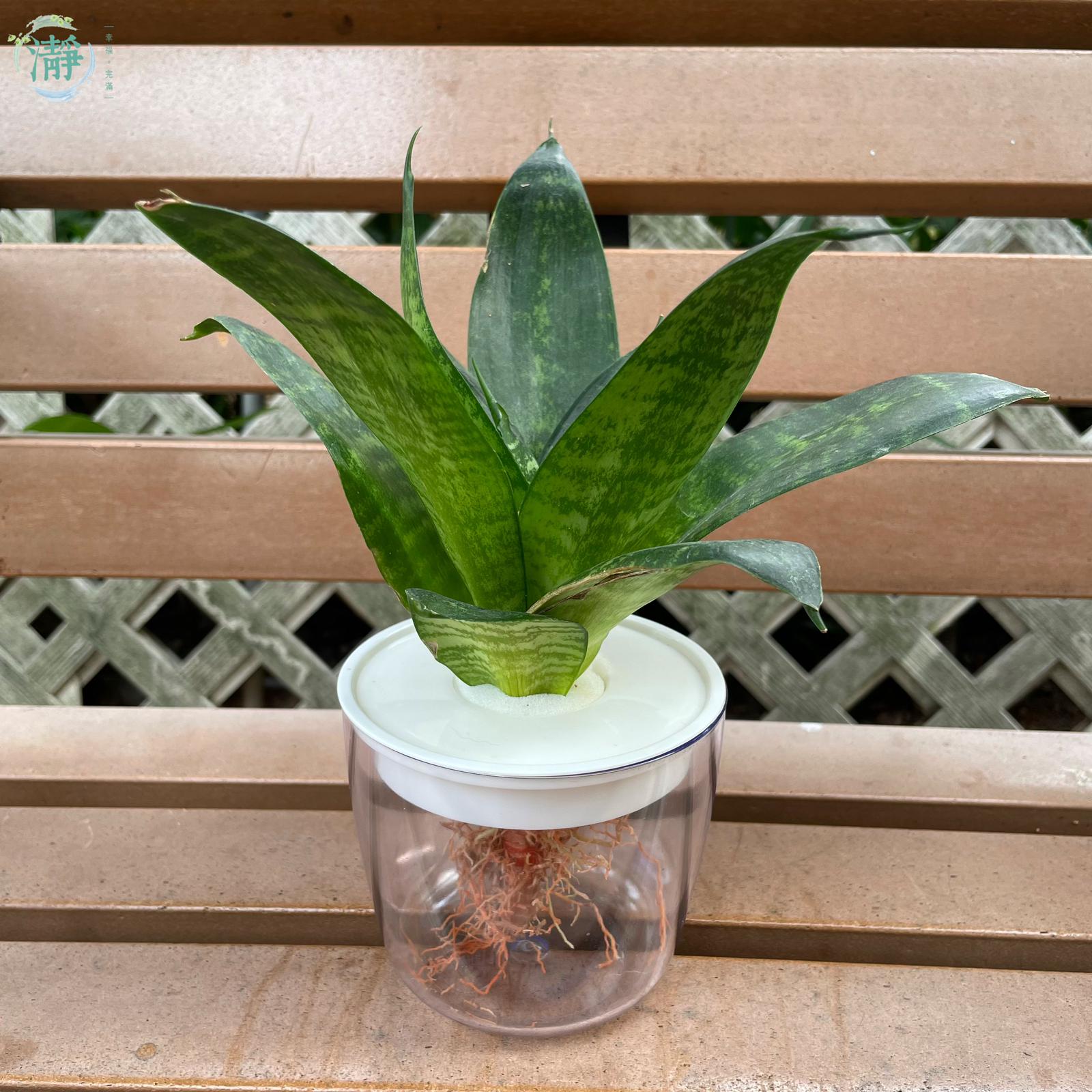 Amazon Swordplant  Wetplants