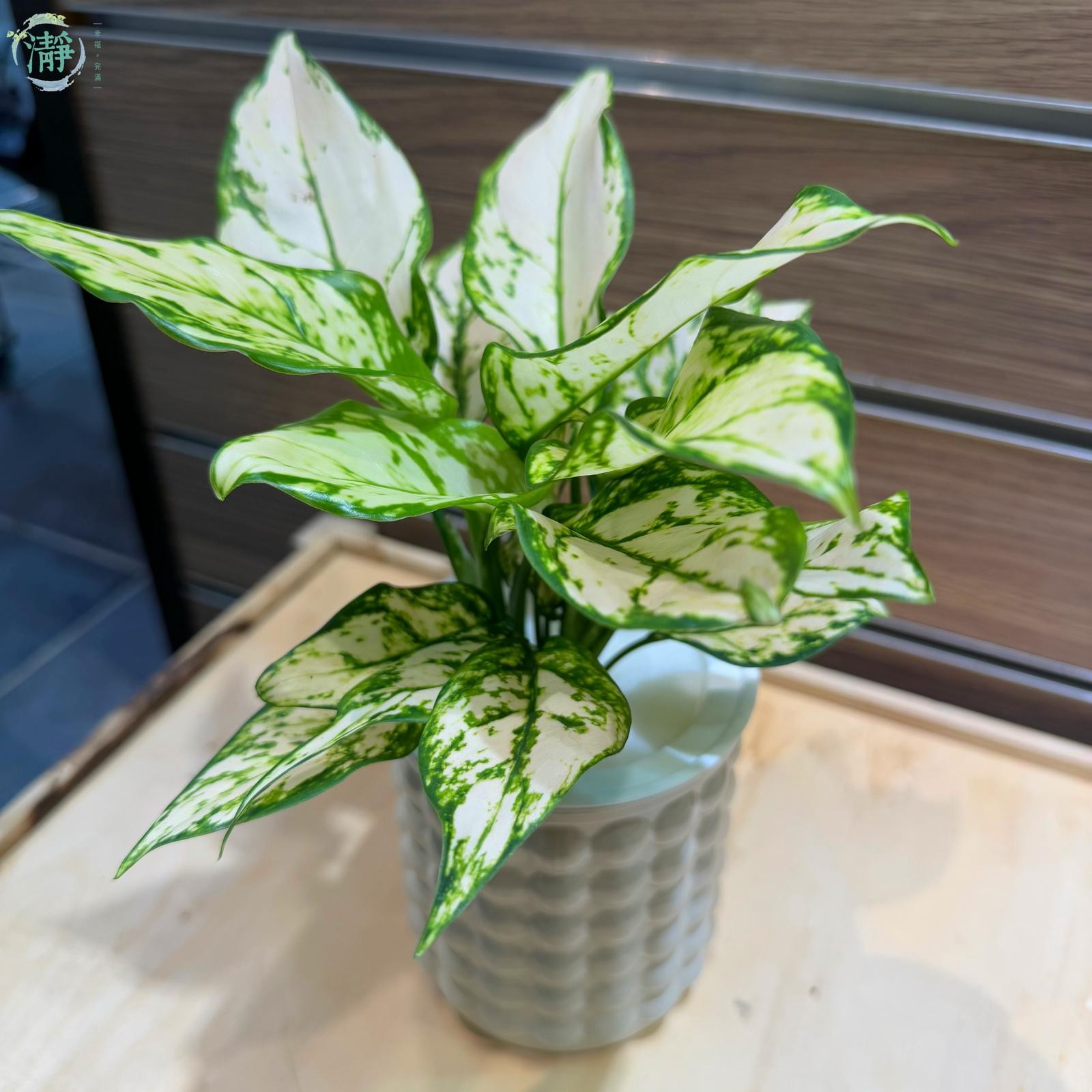 水種植物專門店水種植物觀葉類萬年青白霞萬年青