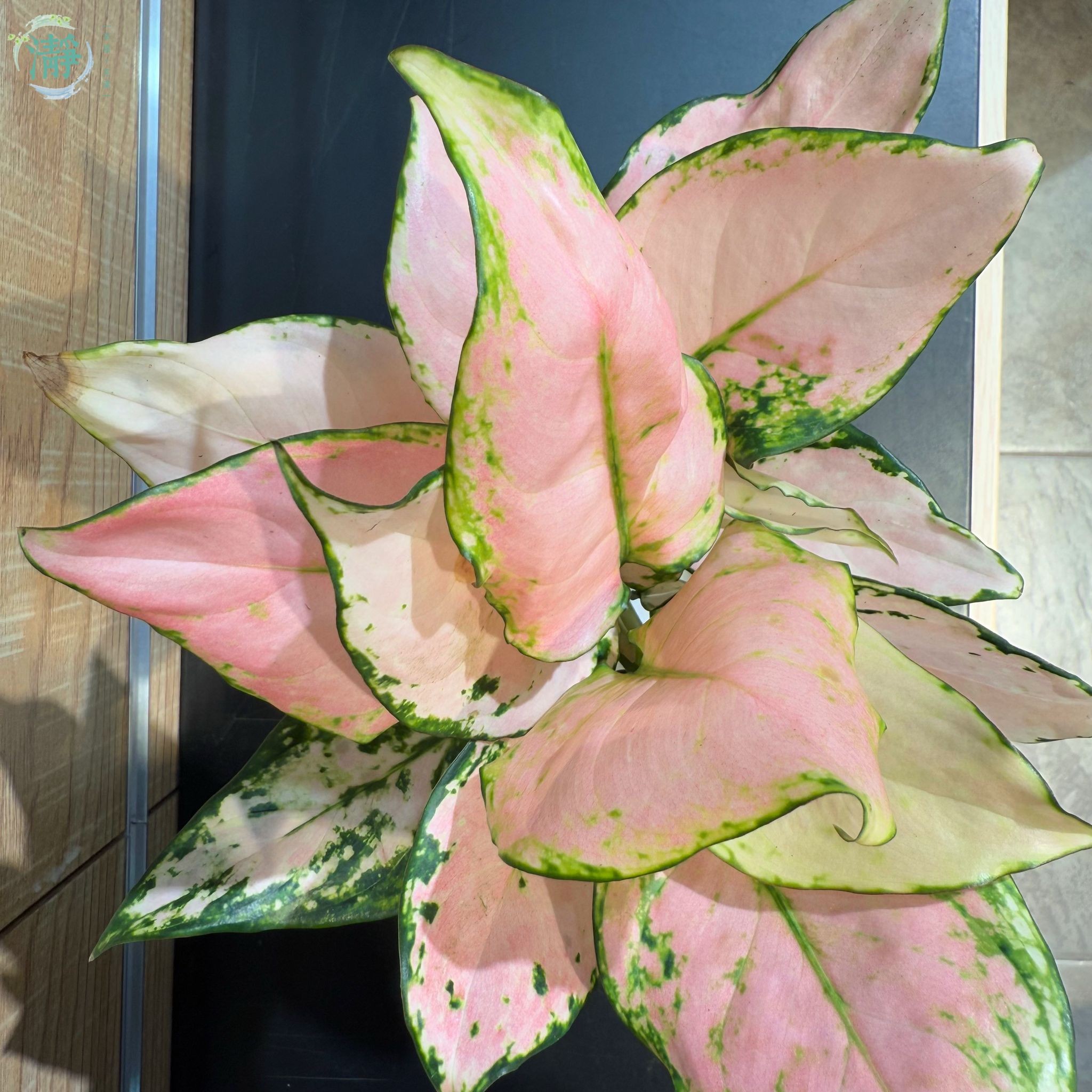 水種植物專門店水種植物觀葉類萬年青白霞萬年青