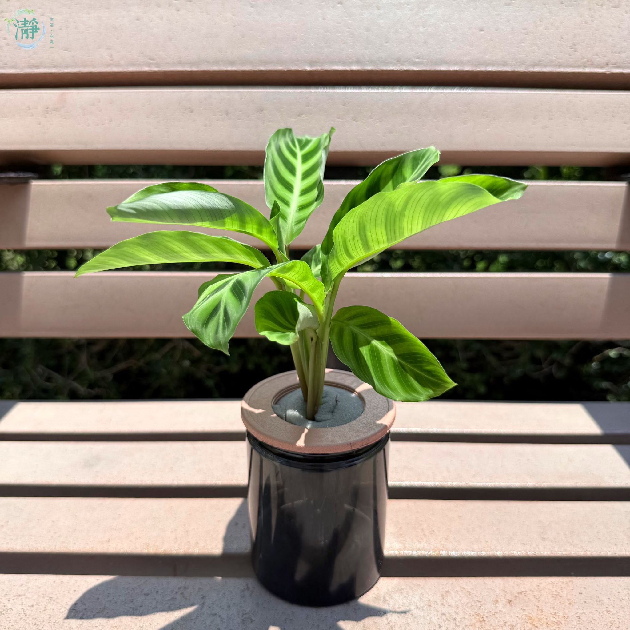 紫背天鵝絨竹芋 - 小苗_0