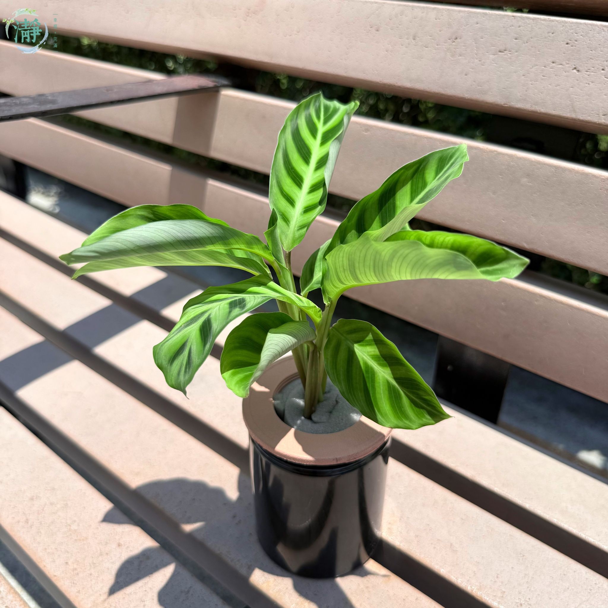 紫背天鵝絨竹芋 - 小苗_1