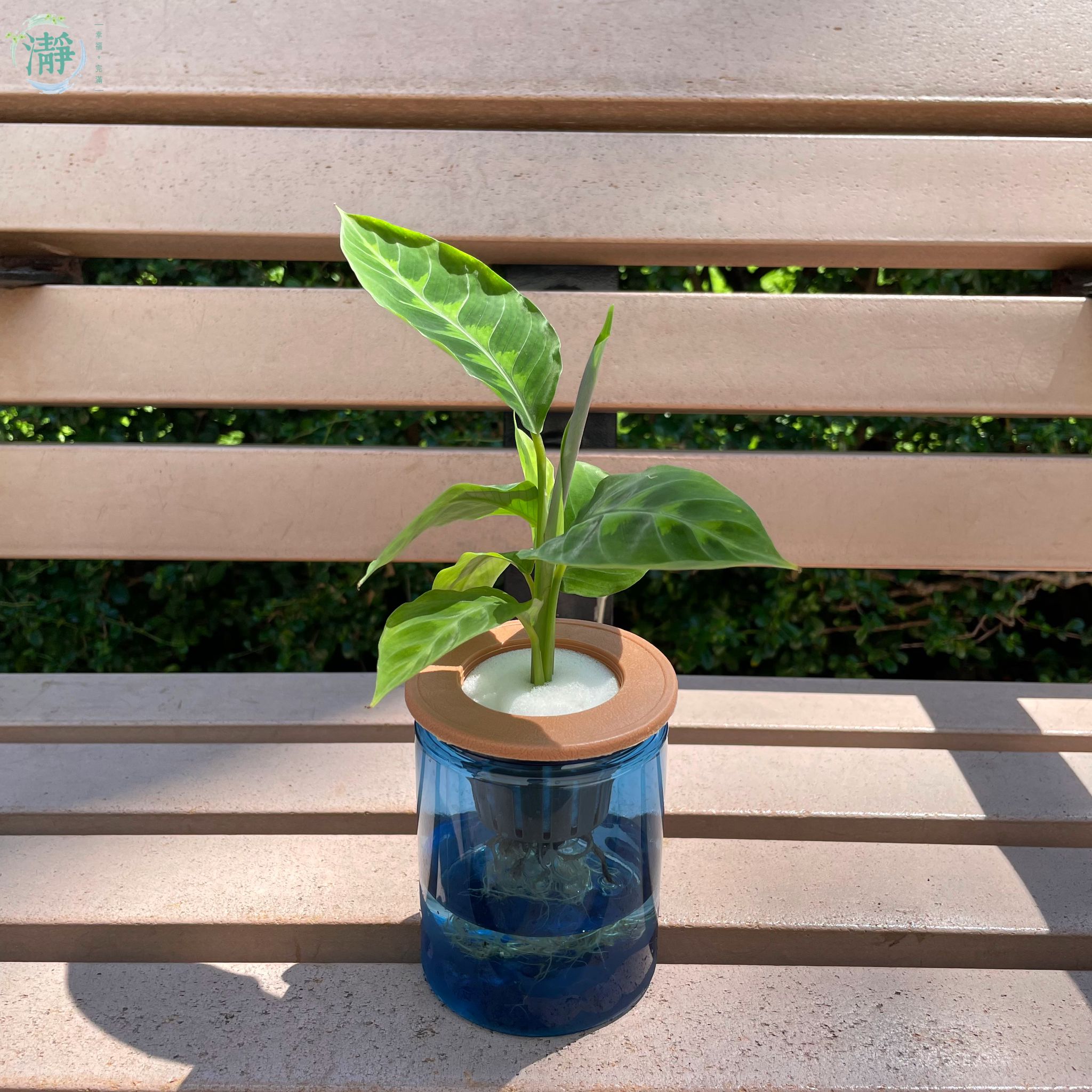 紫背天鵝絨竹芋 - 小苗_3