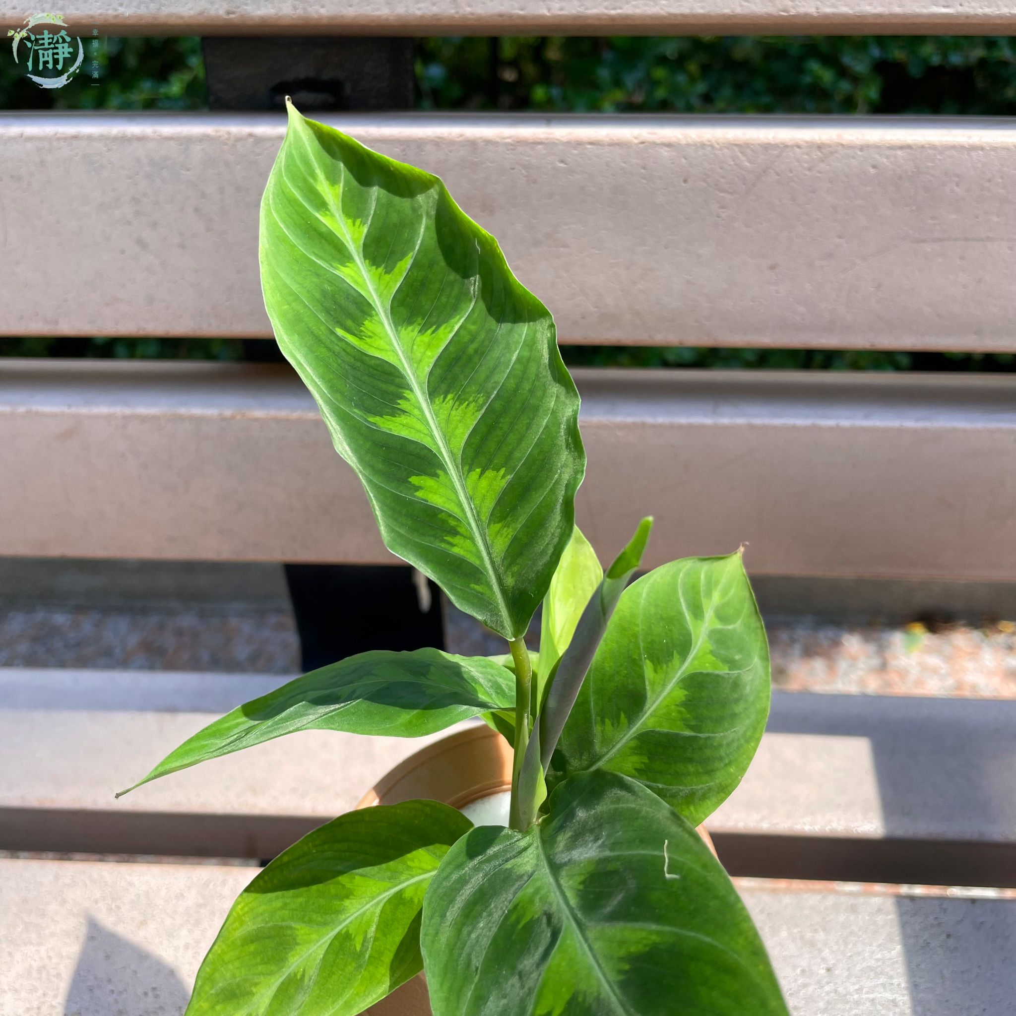 紫背天鵝絨竹芋 - 小苗_5