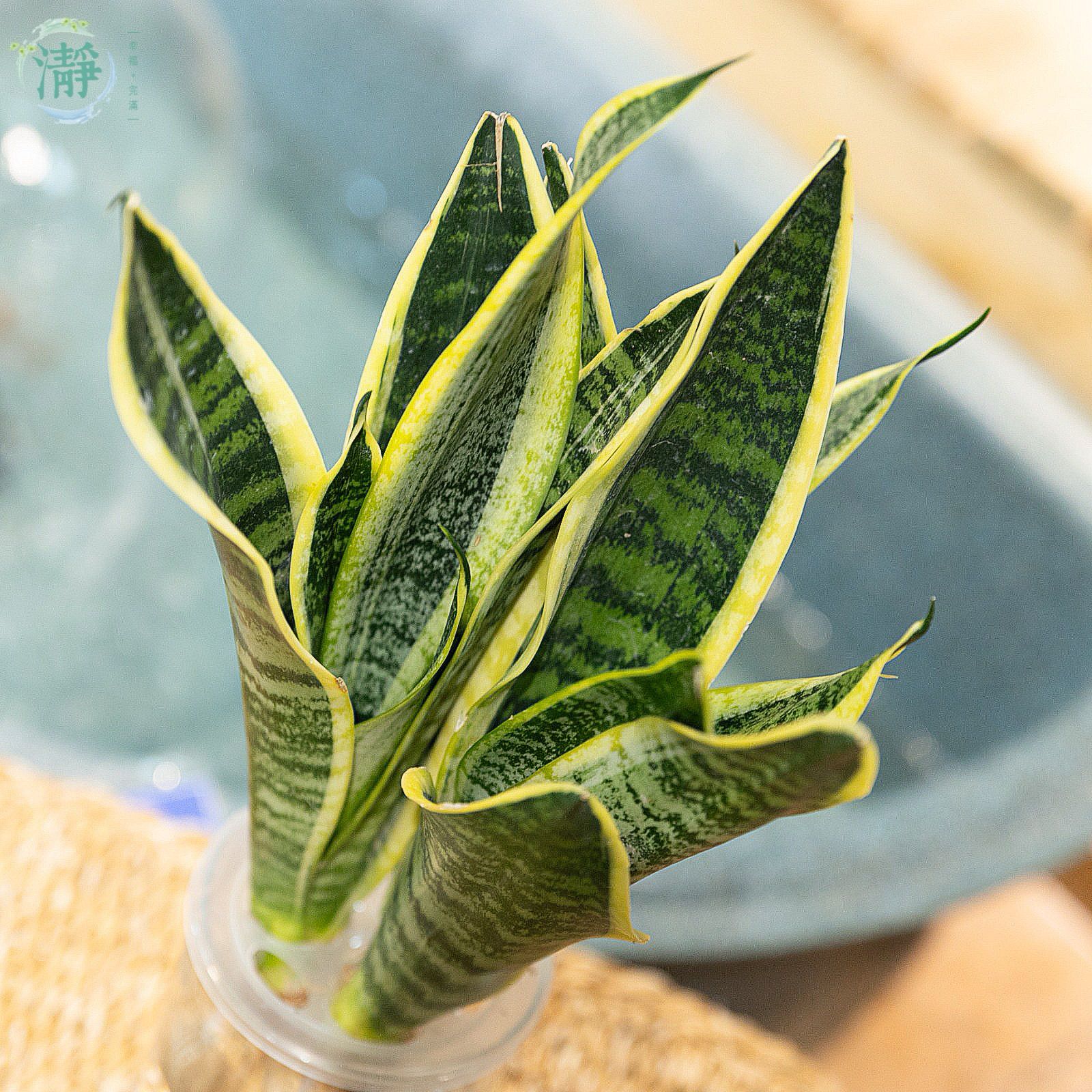 Sansevieria Futura_1