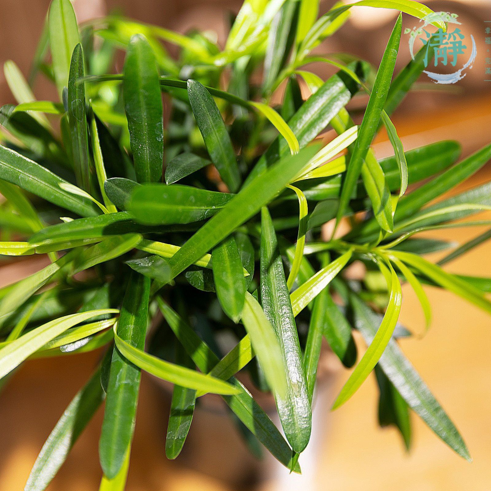Podocarpus macrophyllus_1