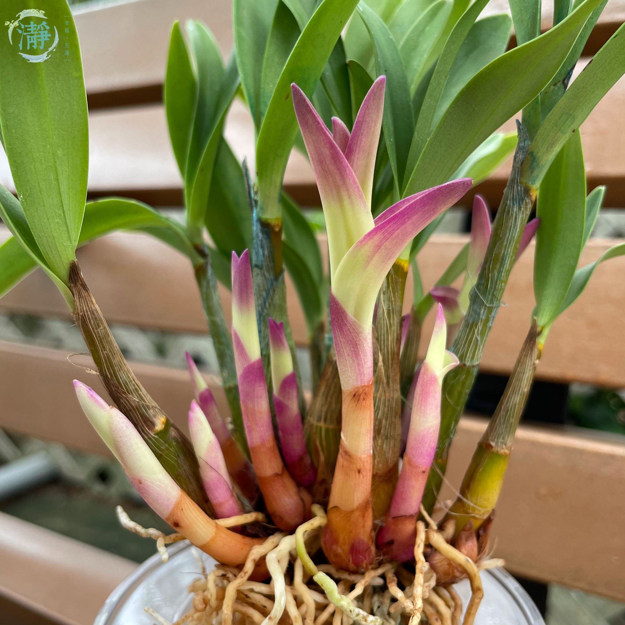 水種植物專門店水種植物開花類蘭花石斛蘭七彩香水石斛蘭