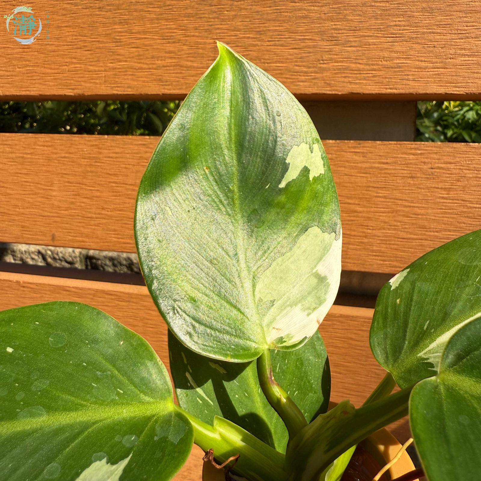 organic plant food for hydroponics Organic Indoor Houseplant Plant Food