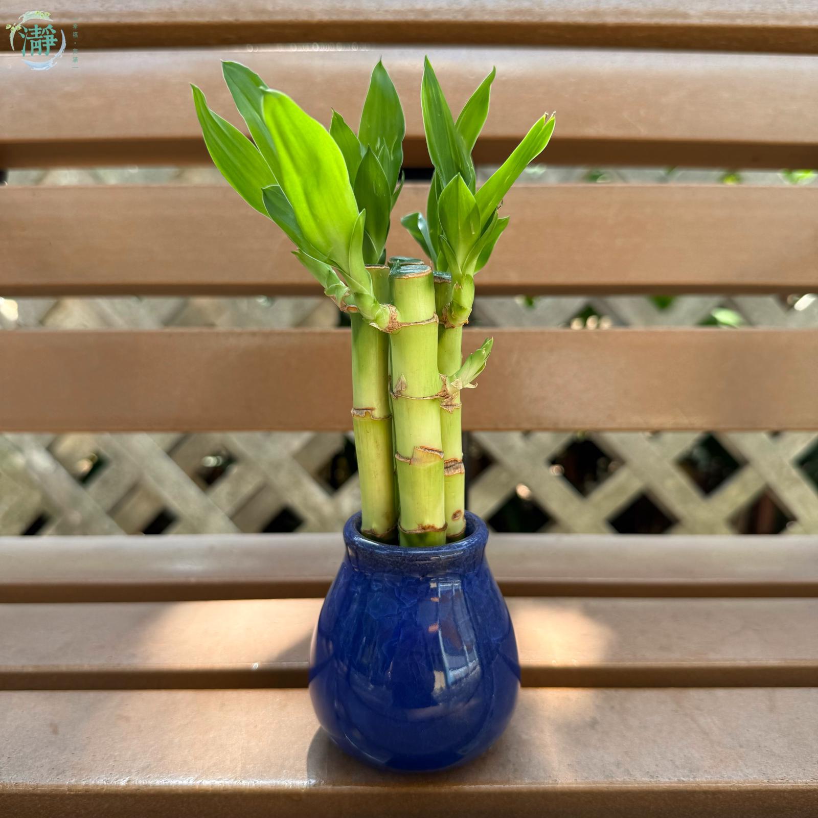 水種植物專門店 水種植物 富貴竹 冰裂紋陶瓷小瓶竹報平安富貴竹套裝