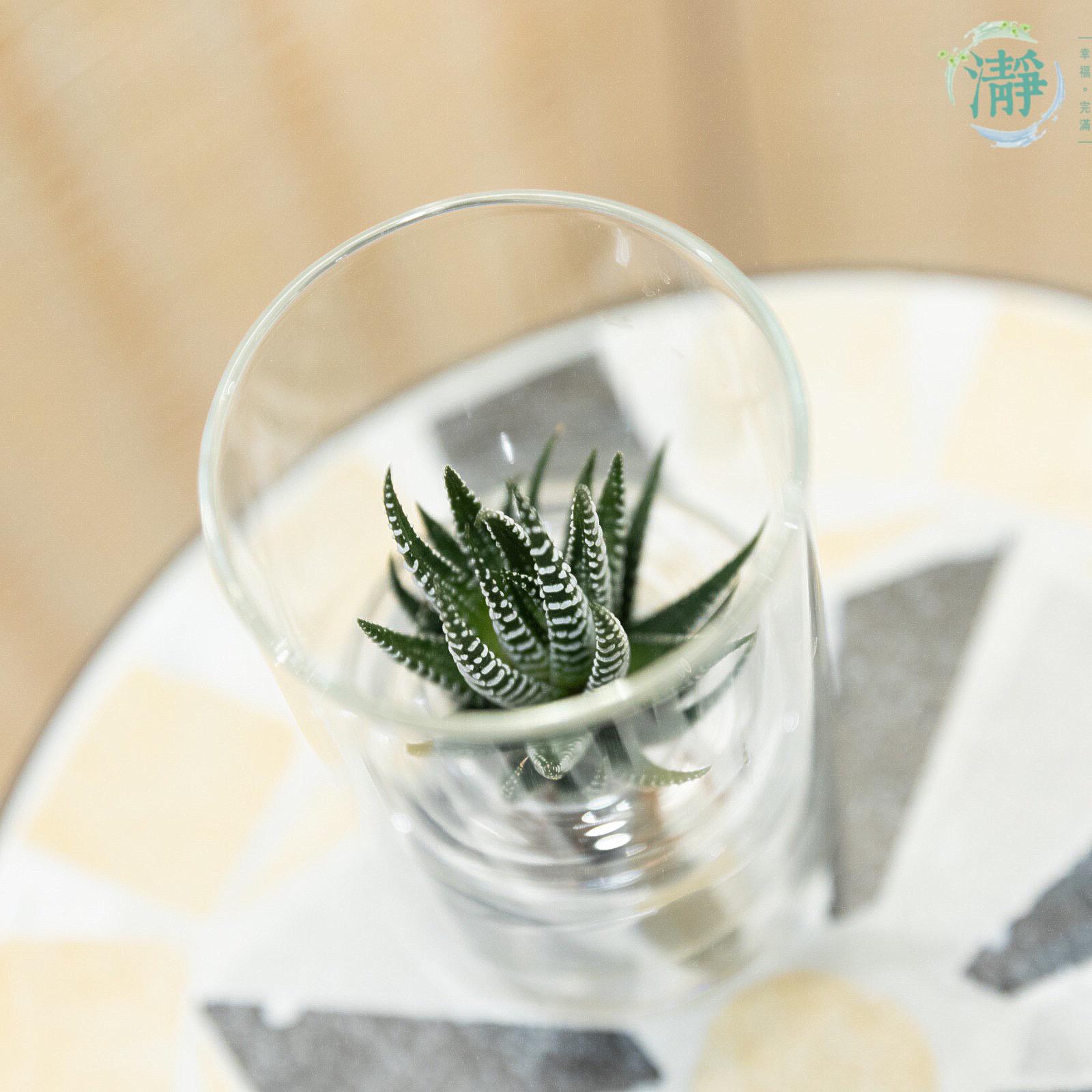 水種植物專門店水種植物塊根多肉植物