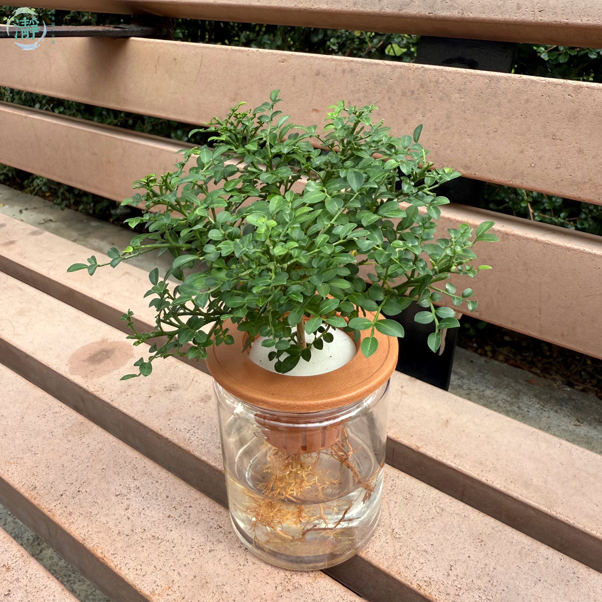 水種植物專門店 水種植物 樹幹類 達摩九里香