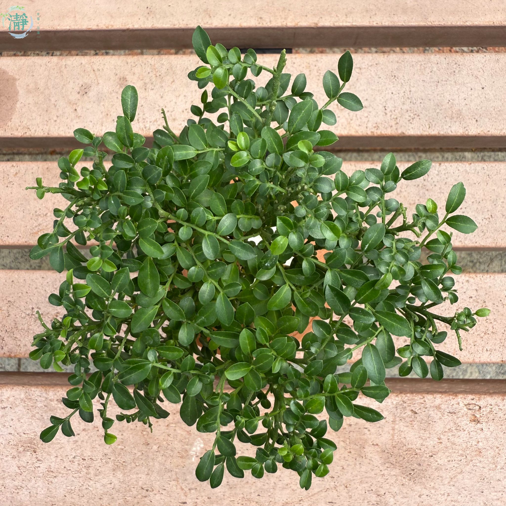 水種植物專門店 水種植物 樹幹類 達摩九里香