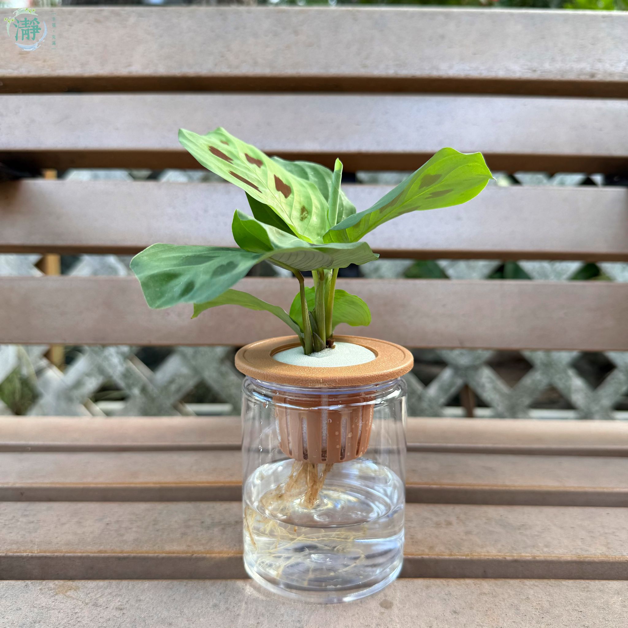 水種植物專門店 水種植物 水培植物 觀葉類 竹芋 豹紋竹芋