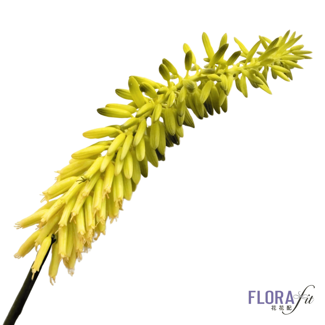 人造花 - 蘆薈花 (綠/橙)(~86cm)_0