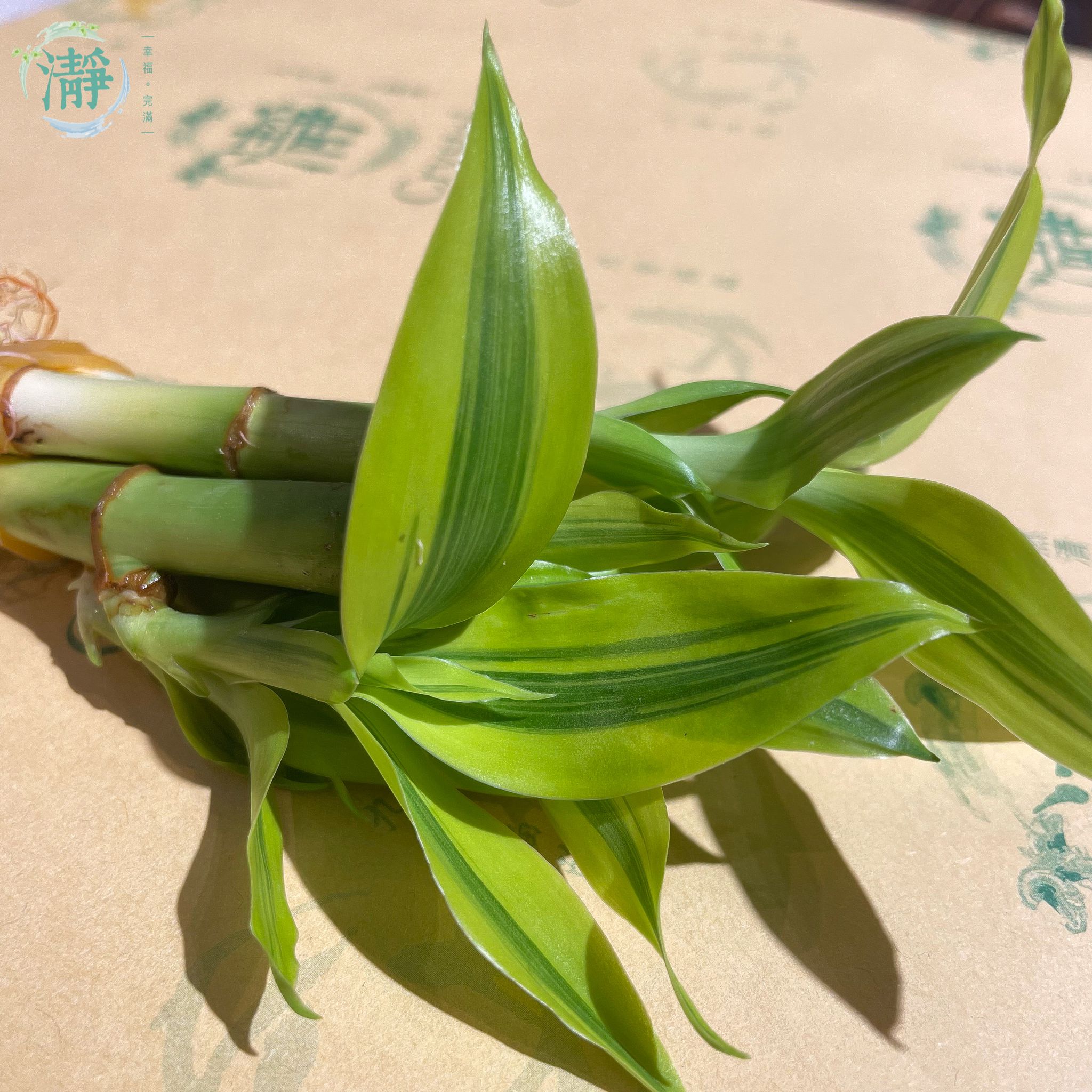 金邊富貴竹 - 7/15cm - 四支裝_0