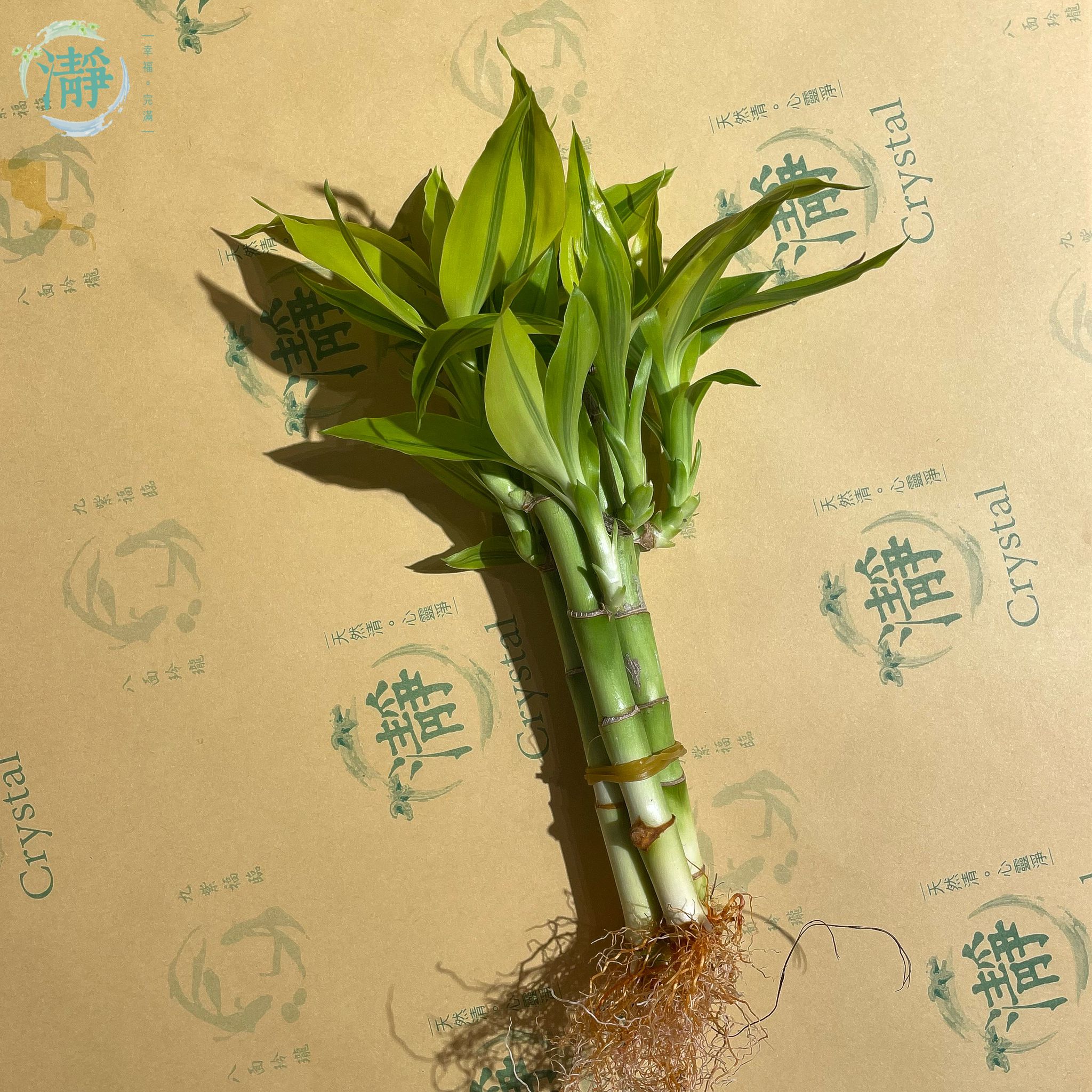 金邊富貴竹 - 7/15cm - 四支裝_1