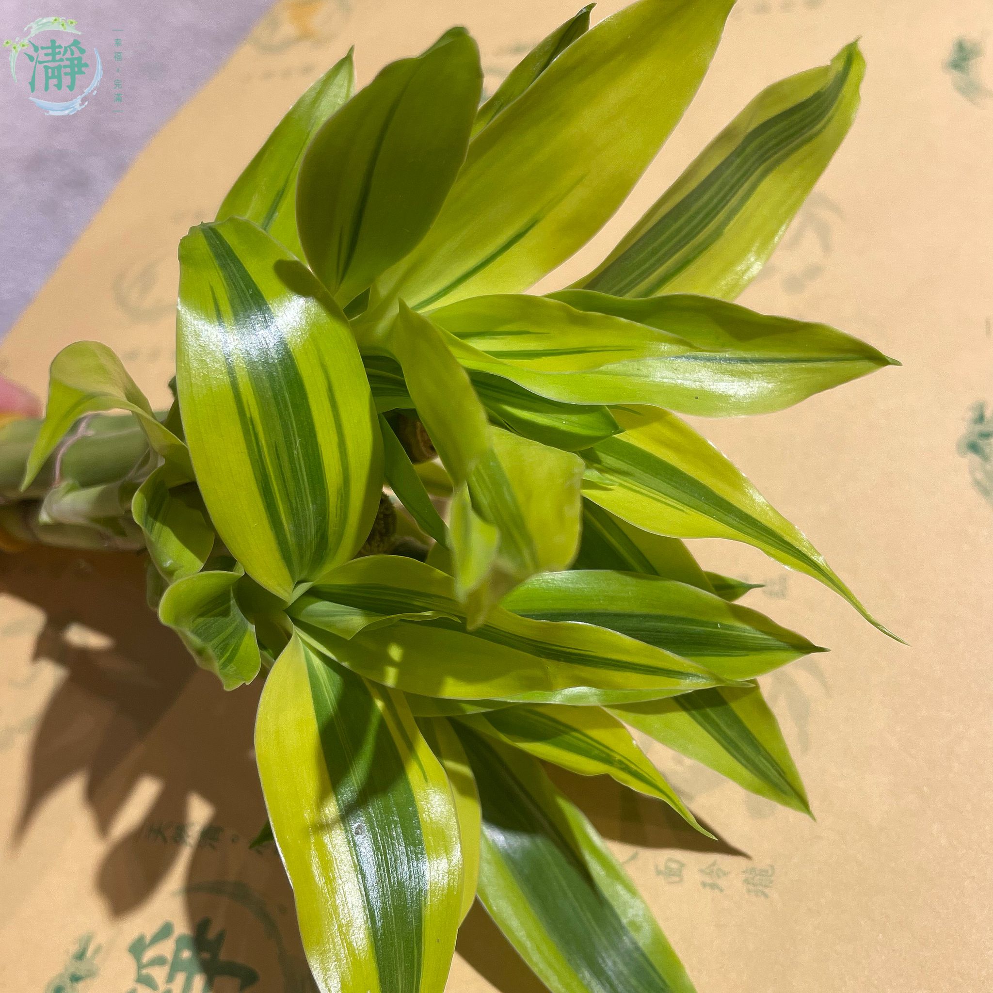 金邊富貴竹 - 7/15cm - 四支裝_2