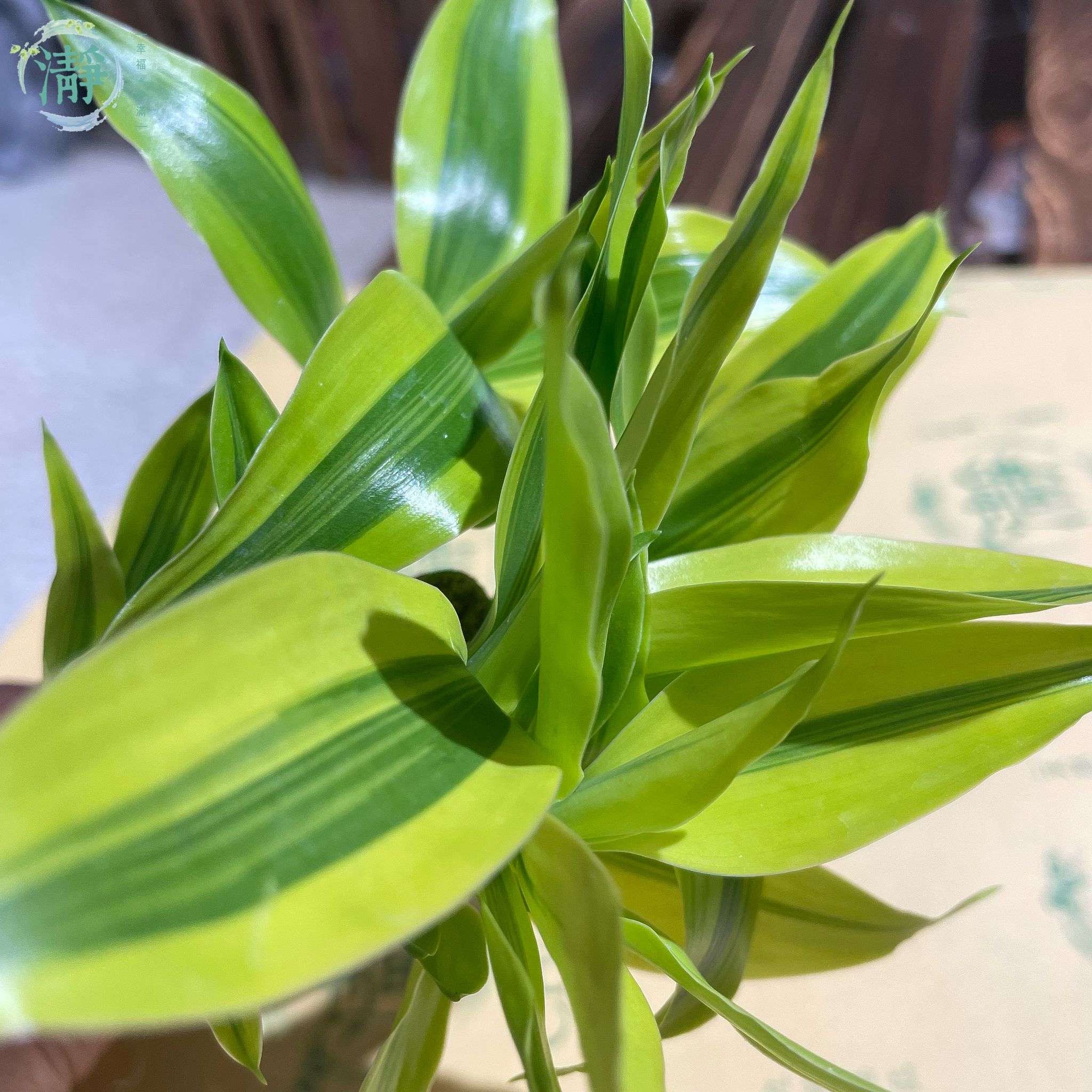 金邊富貴竹 - 7/15cm - 四支裝_3